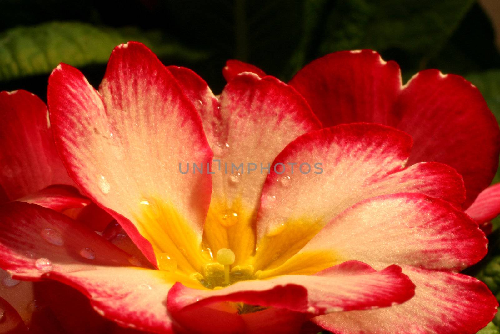 Primrose (Primula) macro