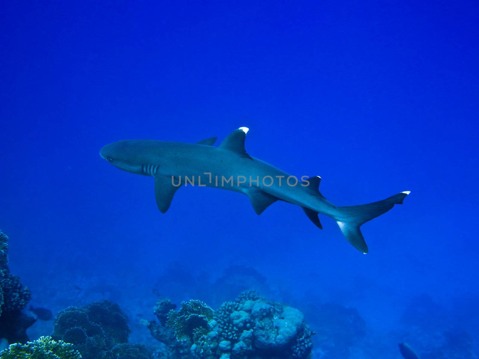 Whitetip reef shark and coral reef in Red sea