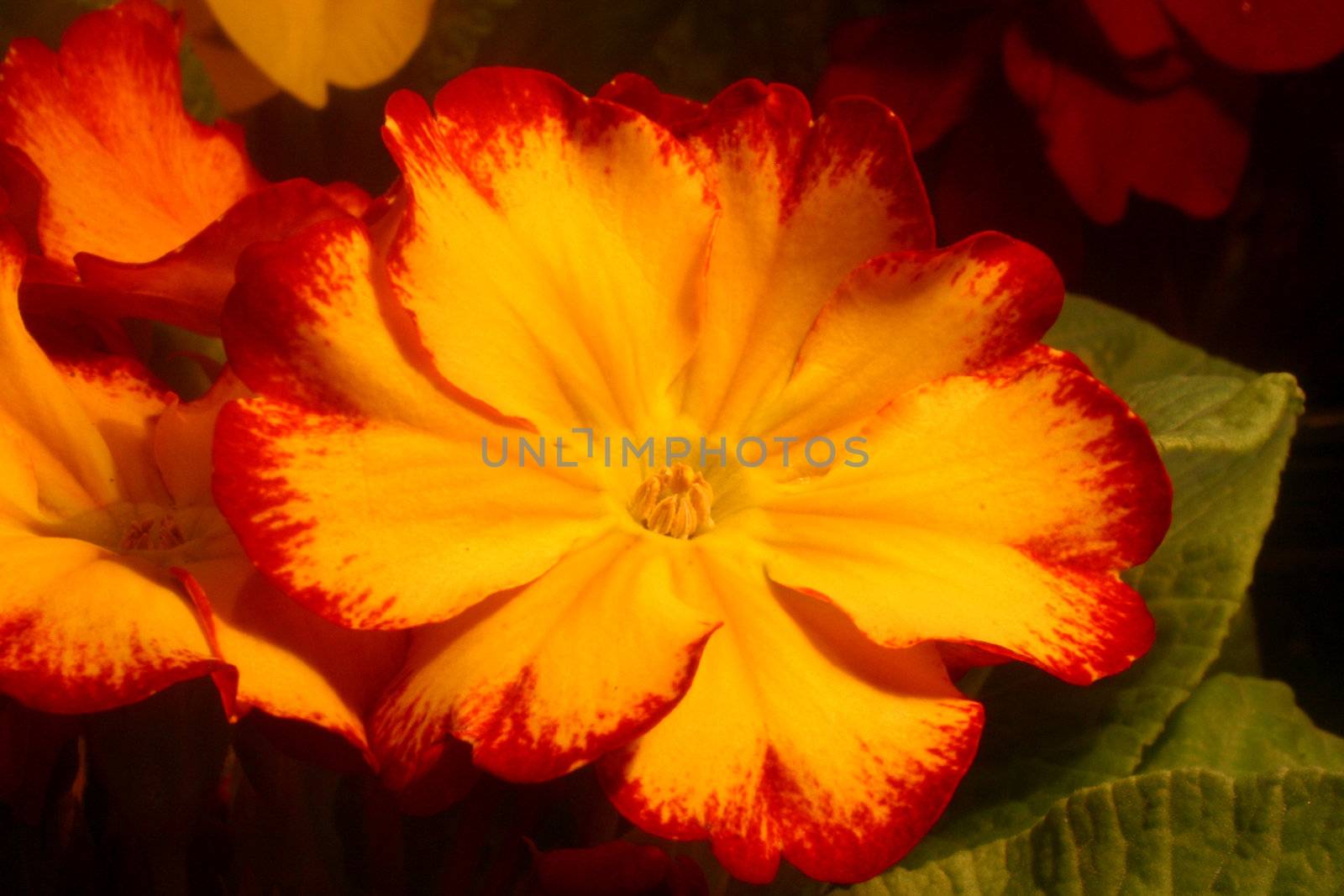 Primrose (Primula) macro