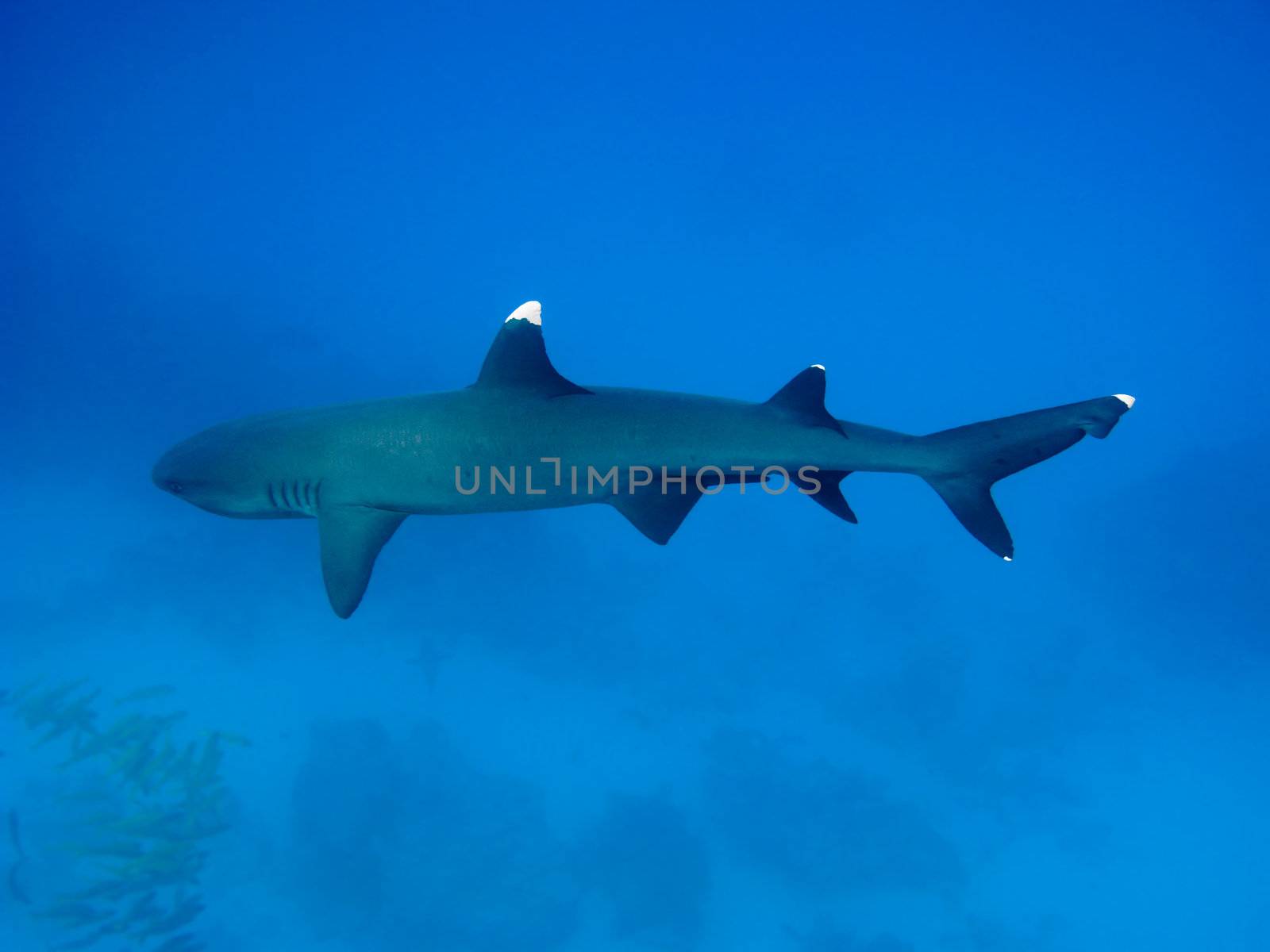 Whitetip reef shark by vintrom