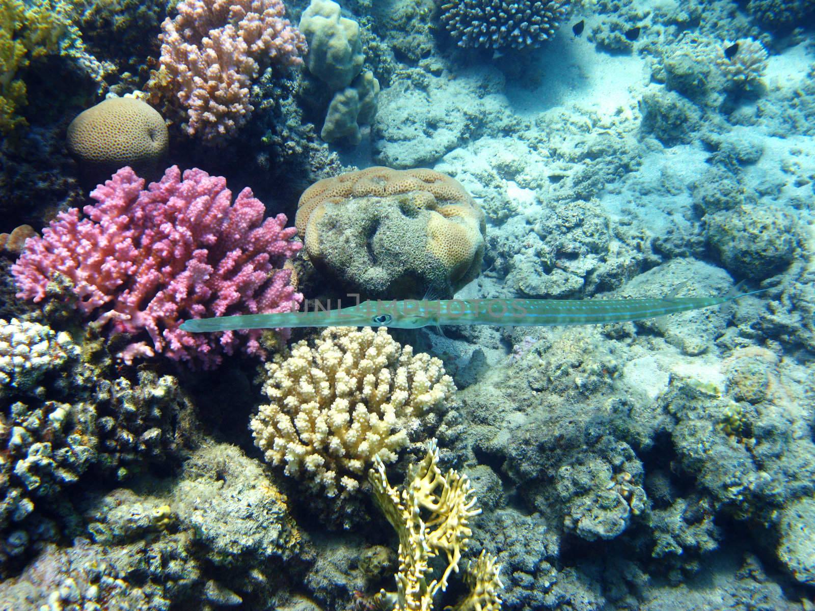 Bluespotted cornetfish and coral reef in Red sea