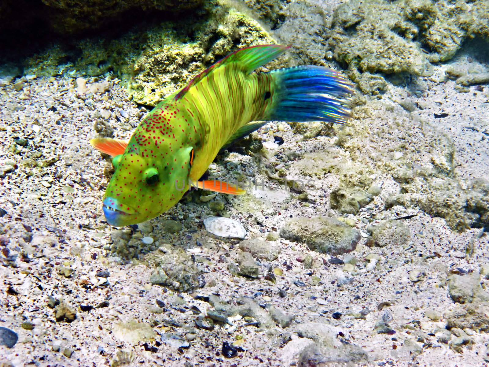 Boomtail wrasse and coral reef in Red sea