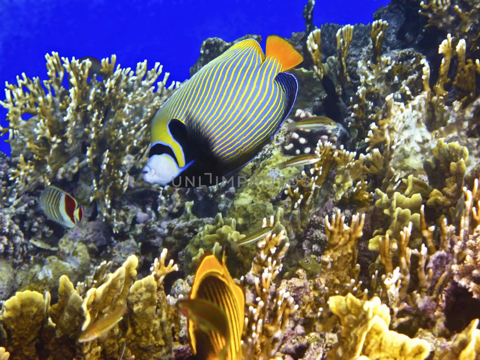 Coral reef and emperor angelfish by vintrom