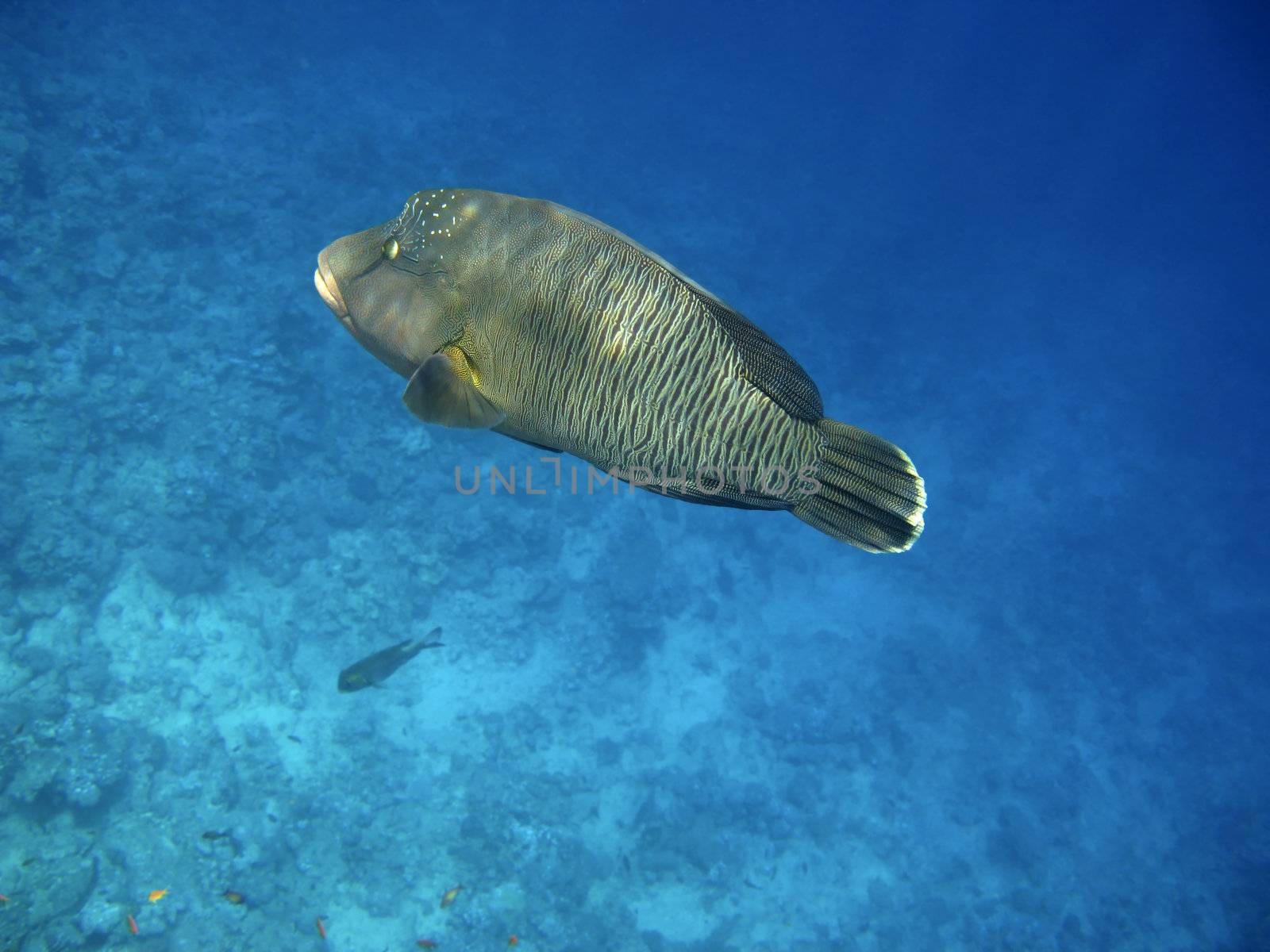 Napoleon wrasse and coral reef by vintrom