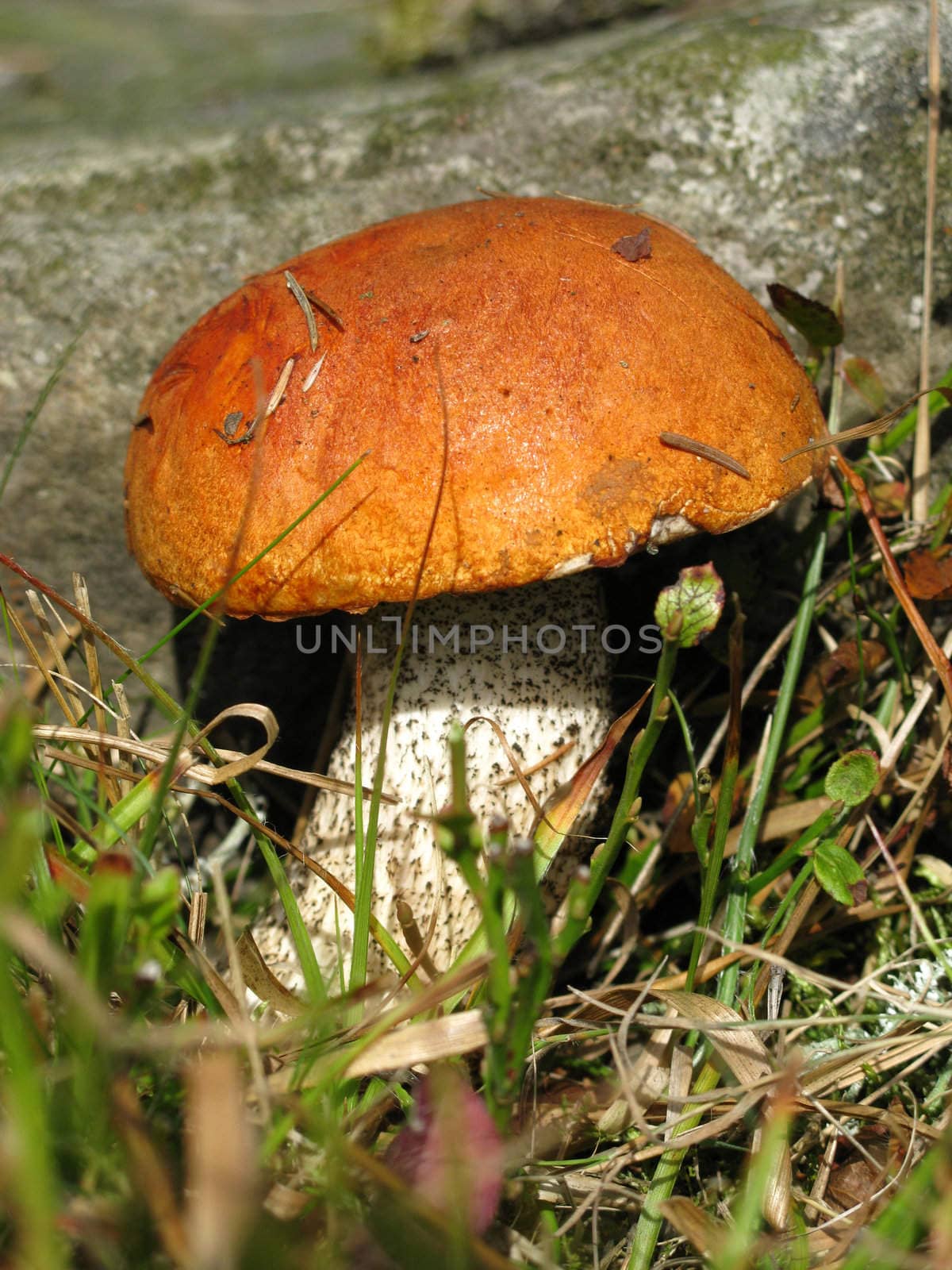 Red-capped scaber stalk by vintrom