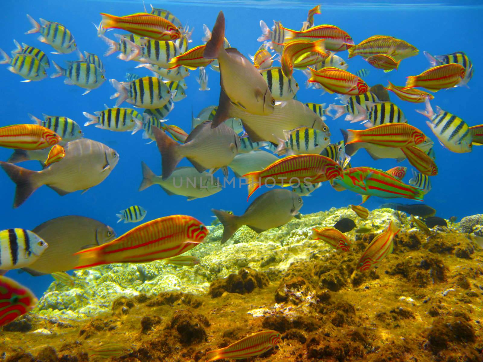 Tropical fishes and coral reef by vintrom