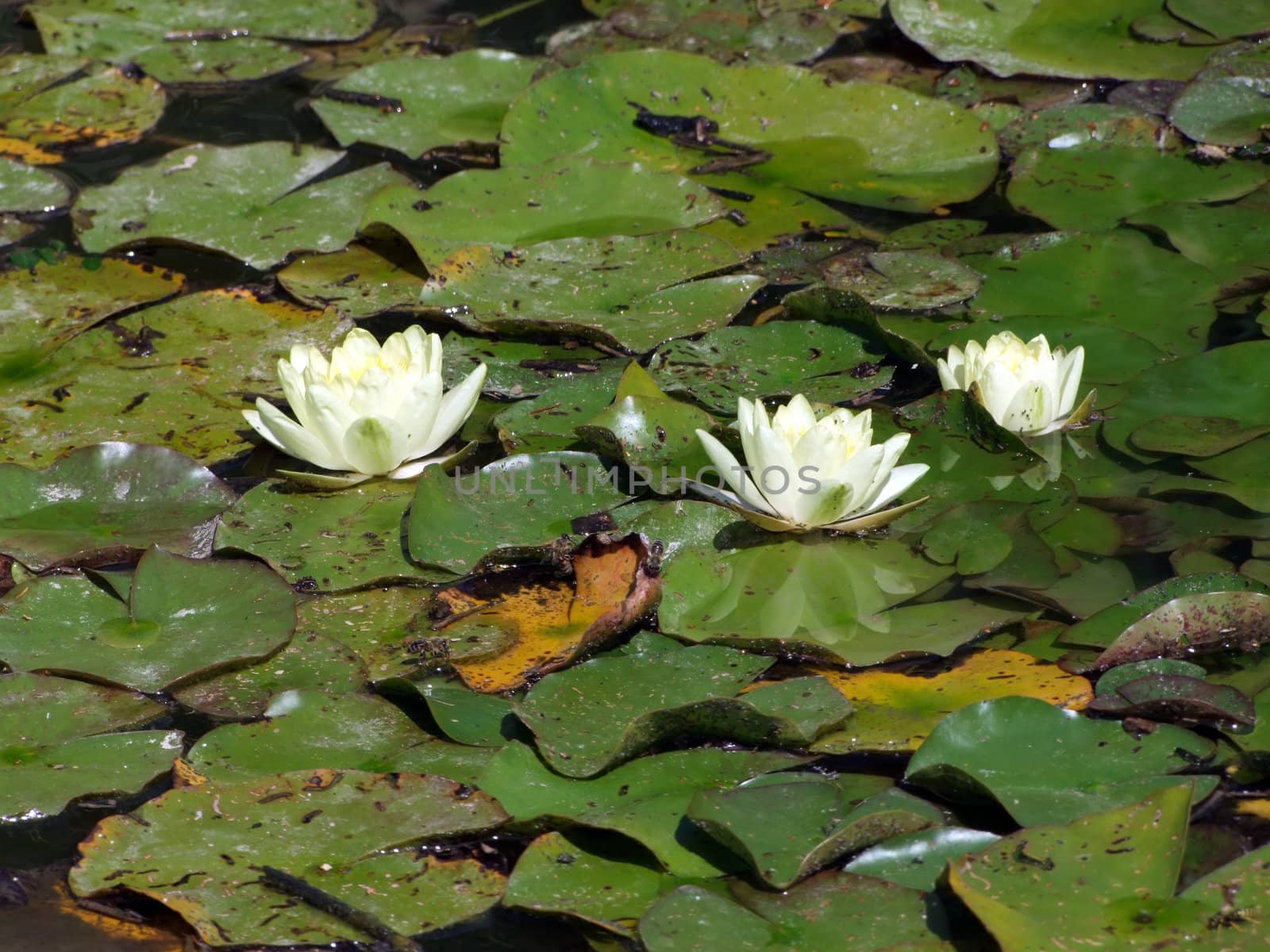 Beautiful Waterlily on pound in park