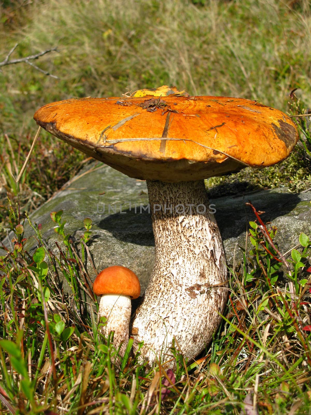 Red-capped scaber stalks on the lawn in the autumn forest