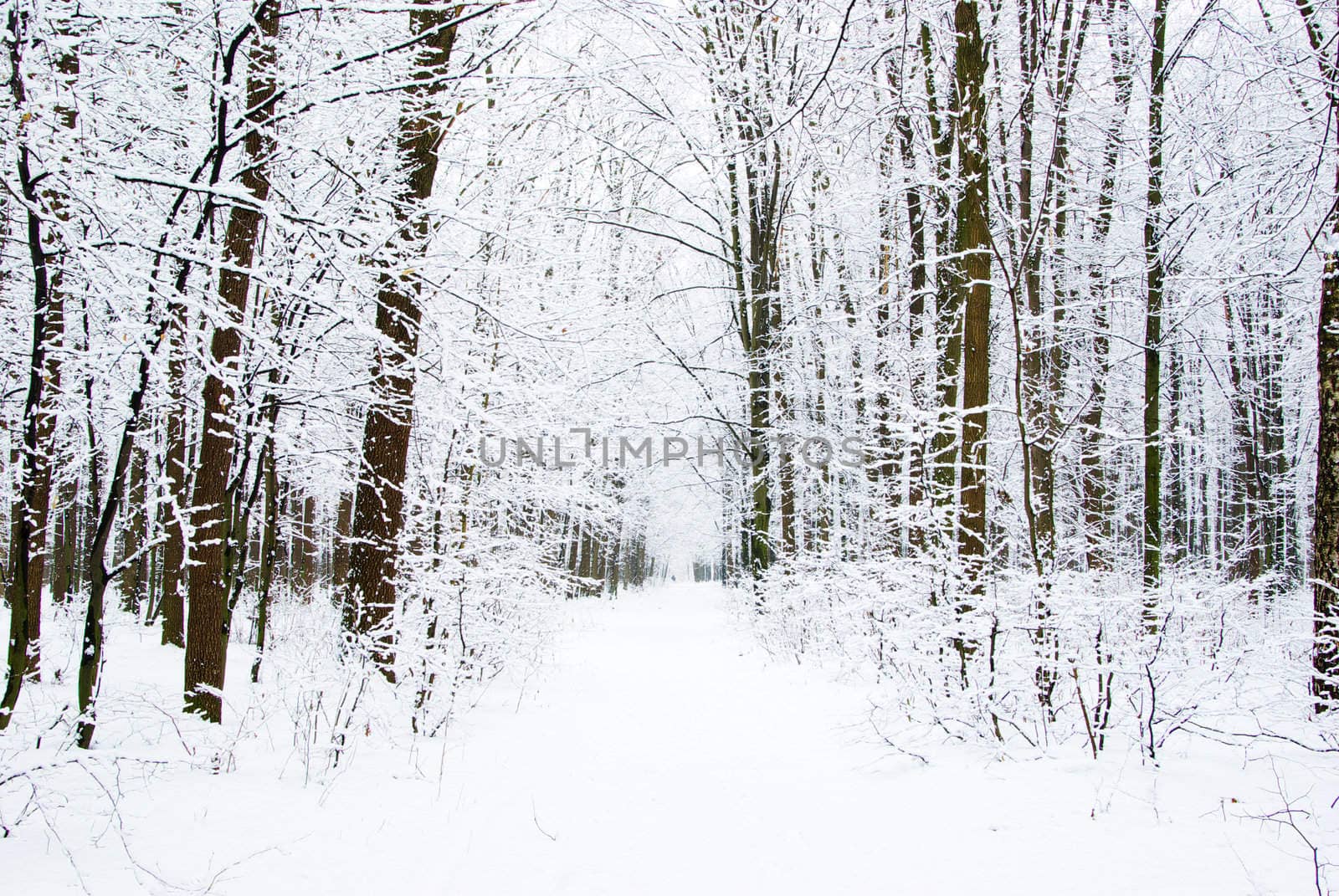 beautiful winter forest  and the road