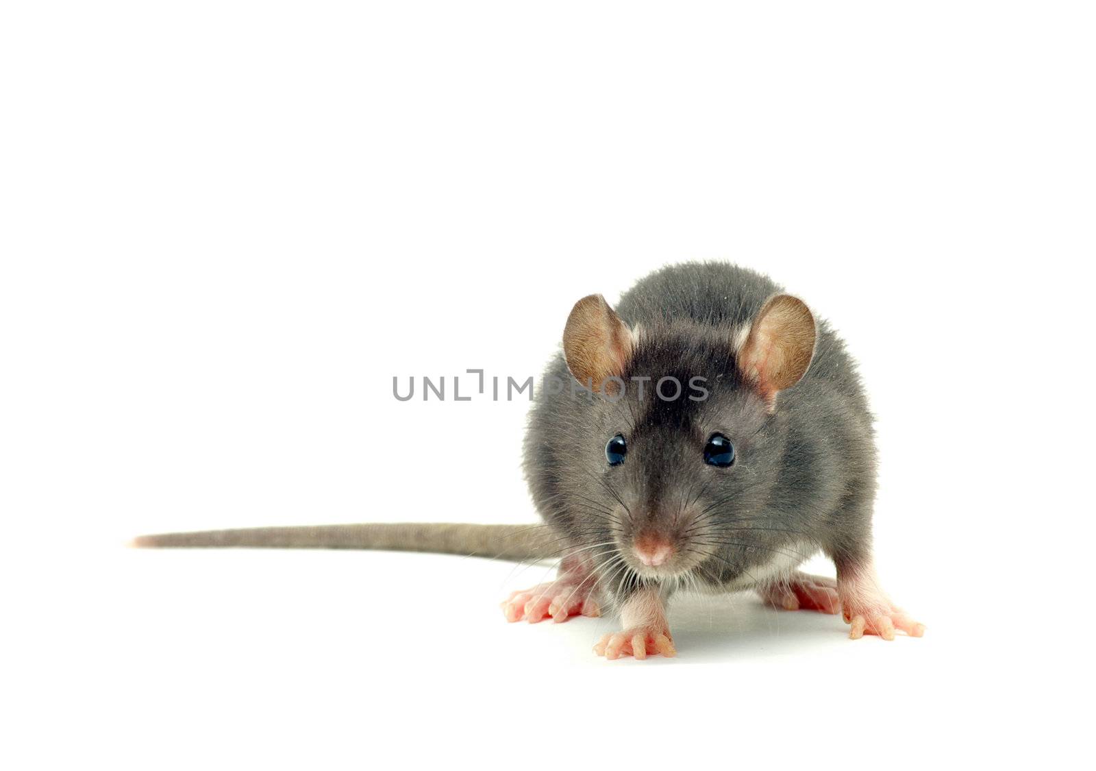 funny rat  isolated on white background