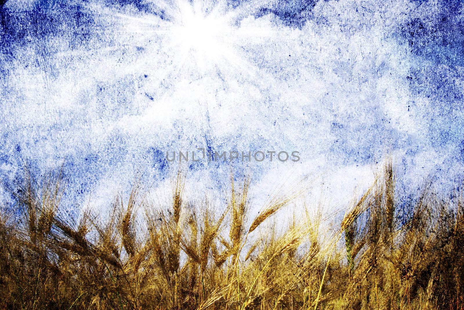 Wheat ears against the blue  sky