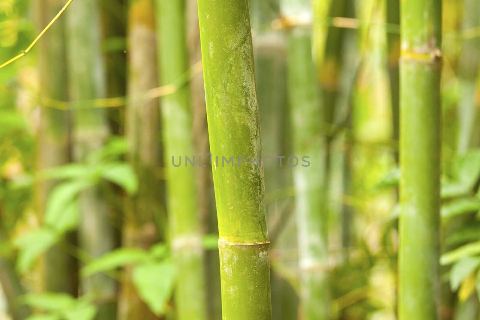 A bamboo grove background by kawing921