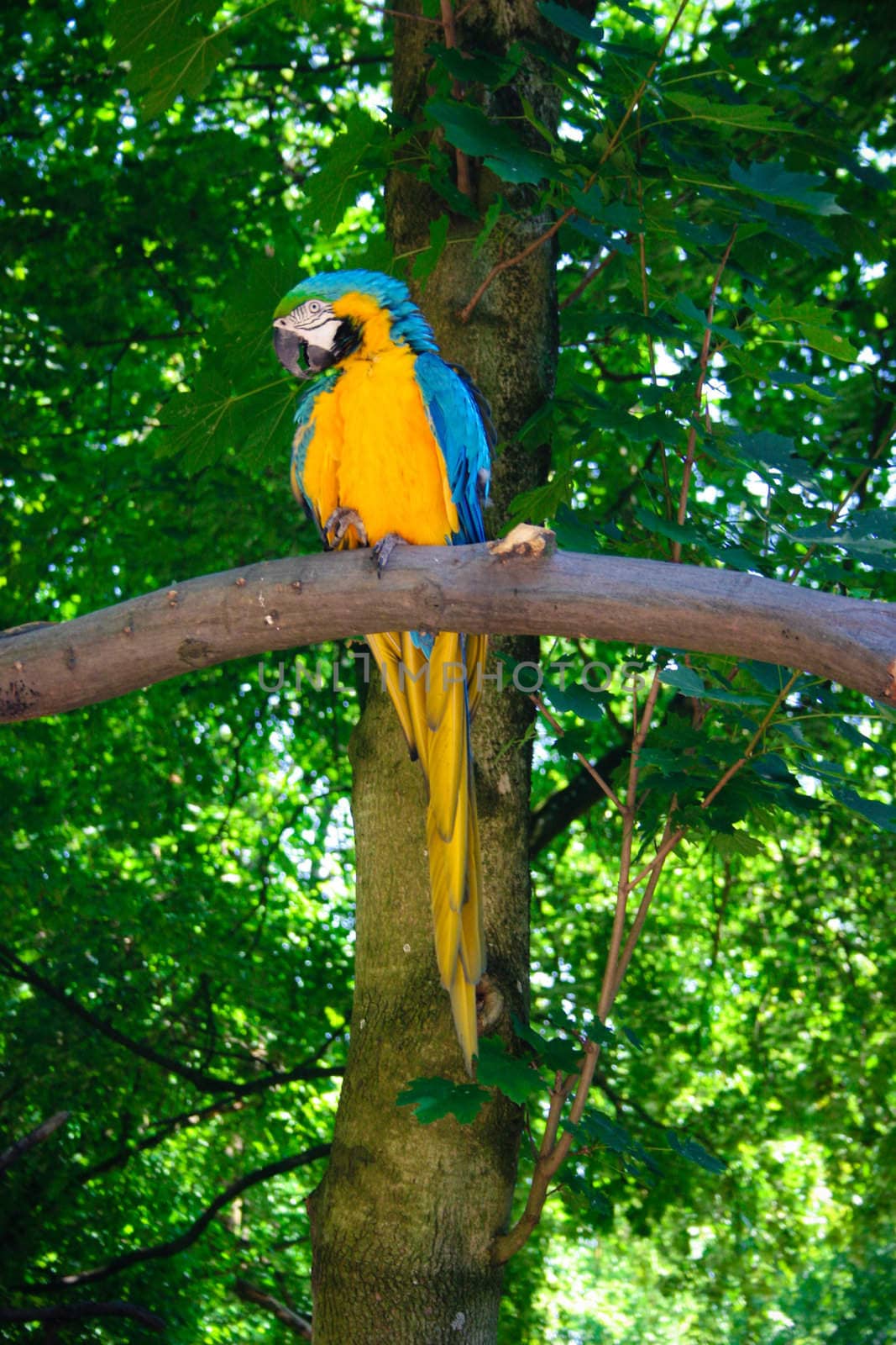 Blue-and-Yellow Macaw (Ara ararauna)