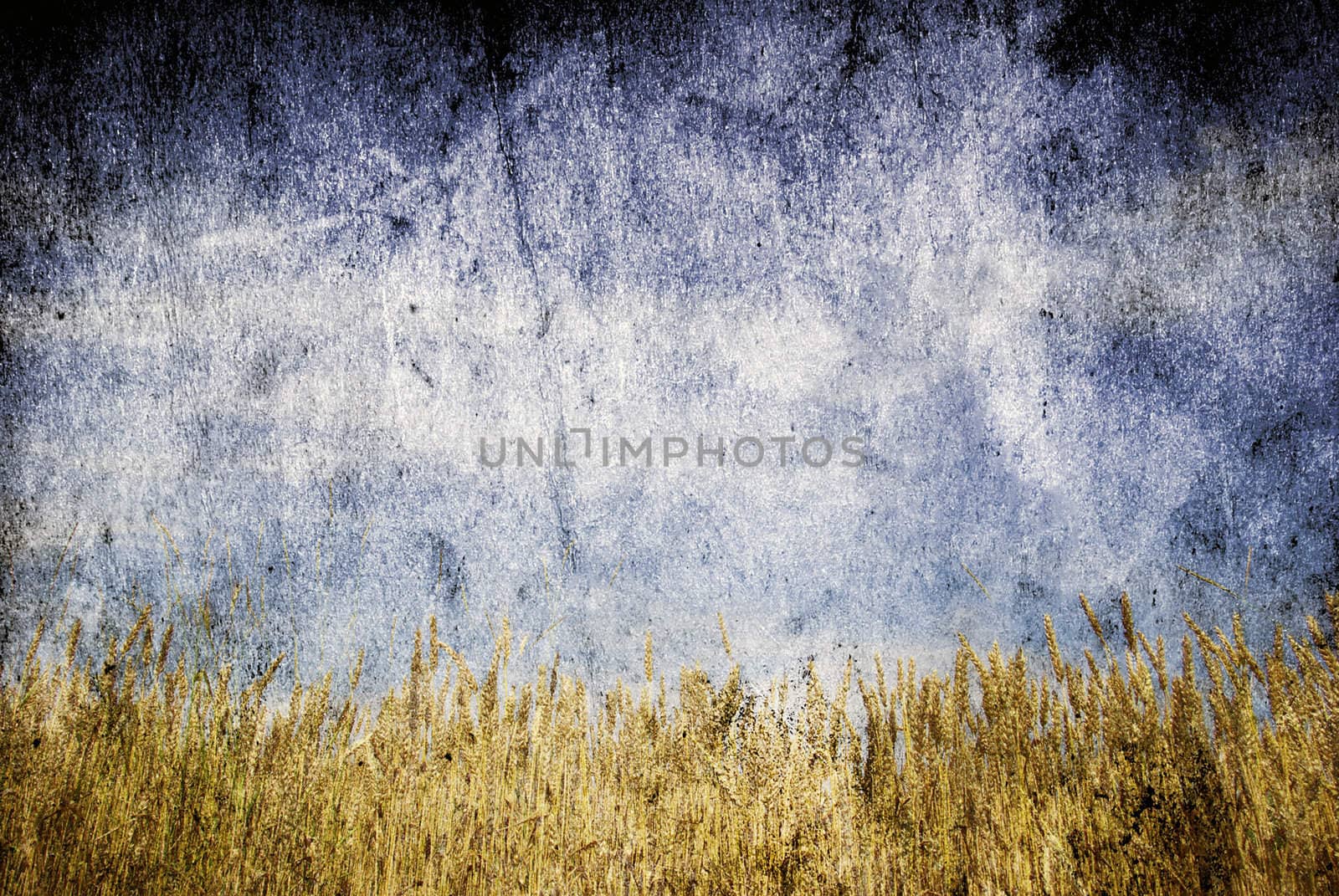 Wheat ears against the blue  sky