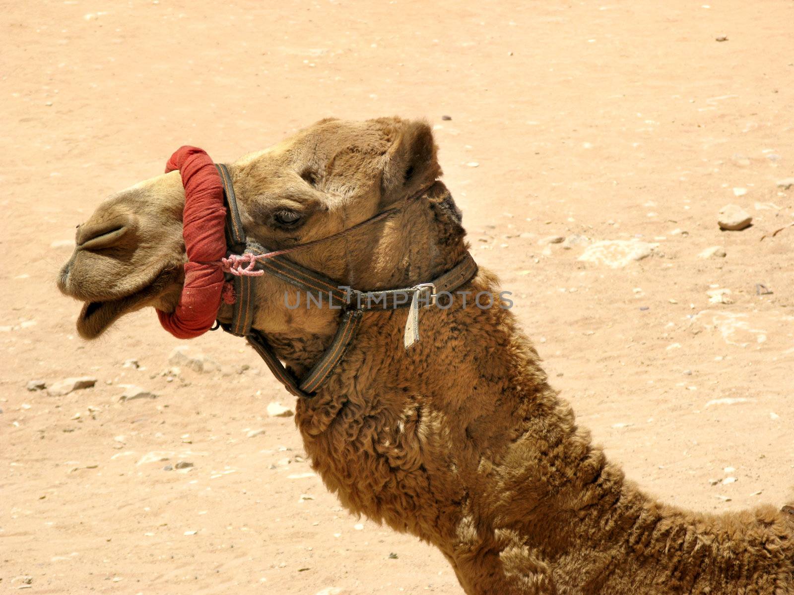 Camel in desert, Petra, Jordan, Middle east