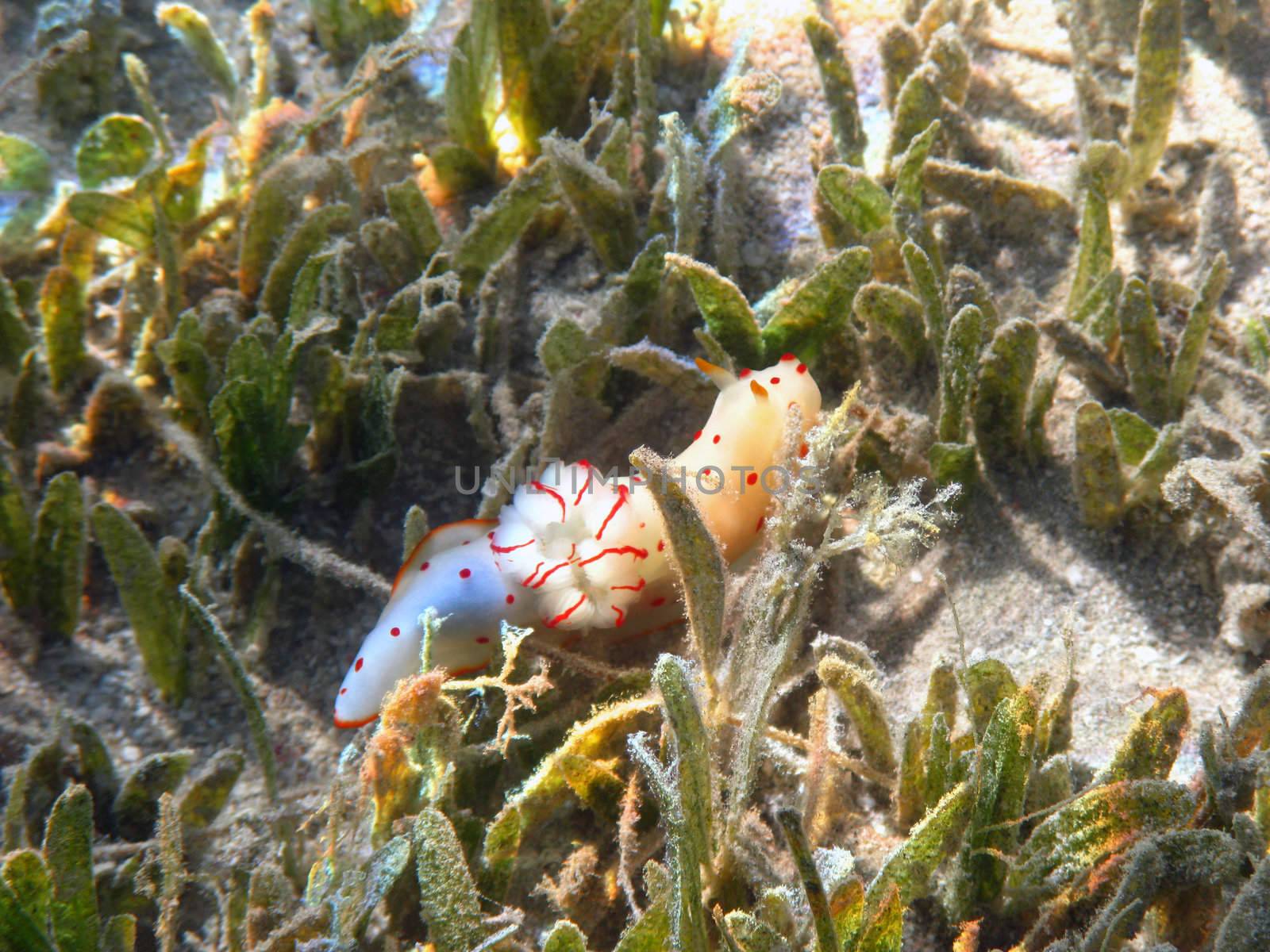 Ceylon gymnodorid in Red sea by vintrom