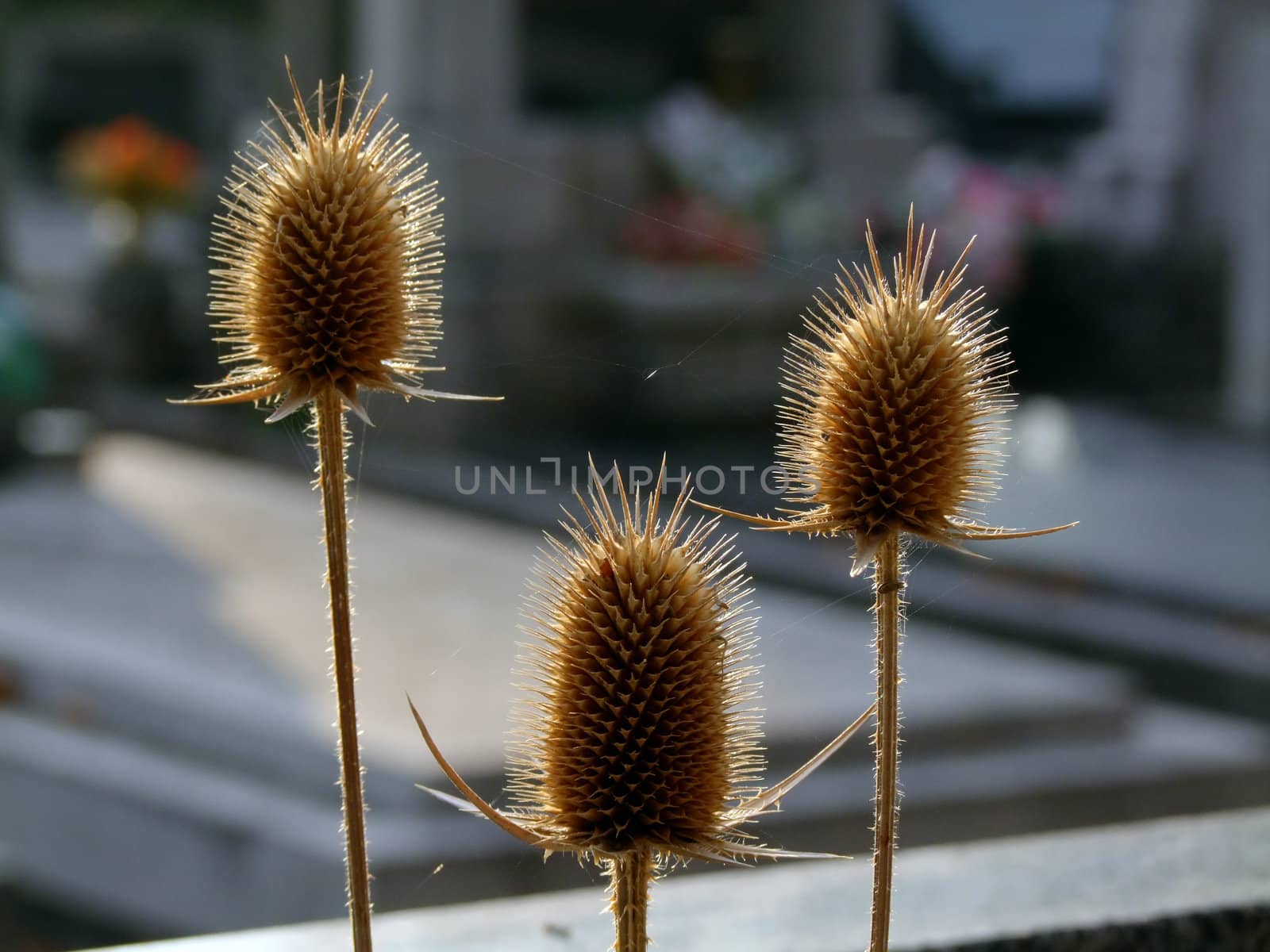 Thistle or bur