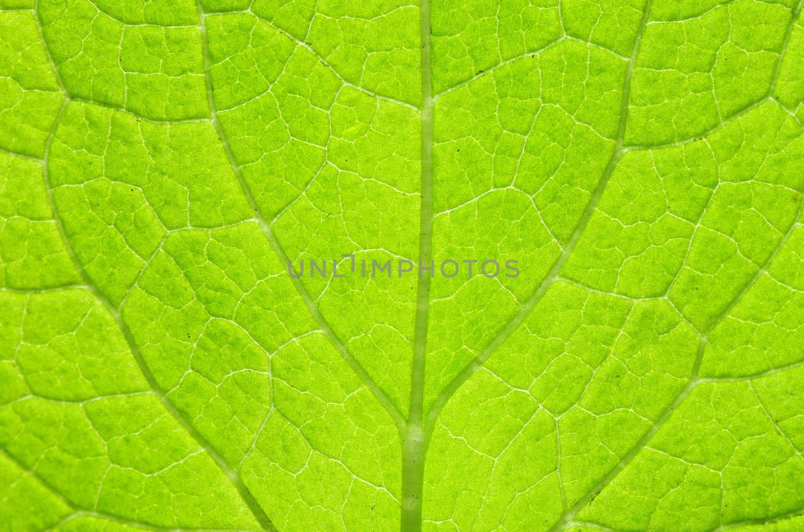 structure of leaf natural background