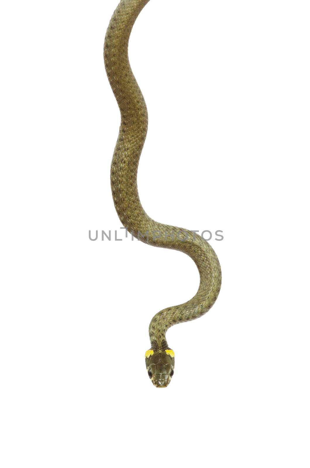 snake isolated on white background