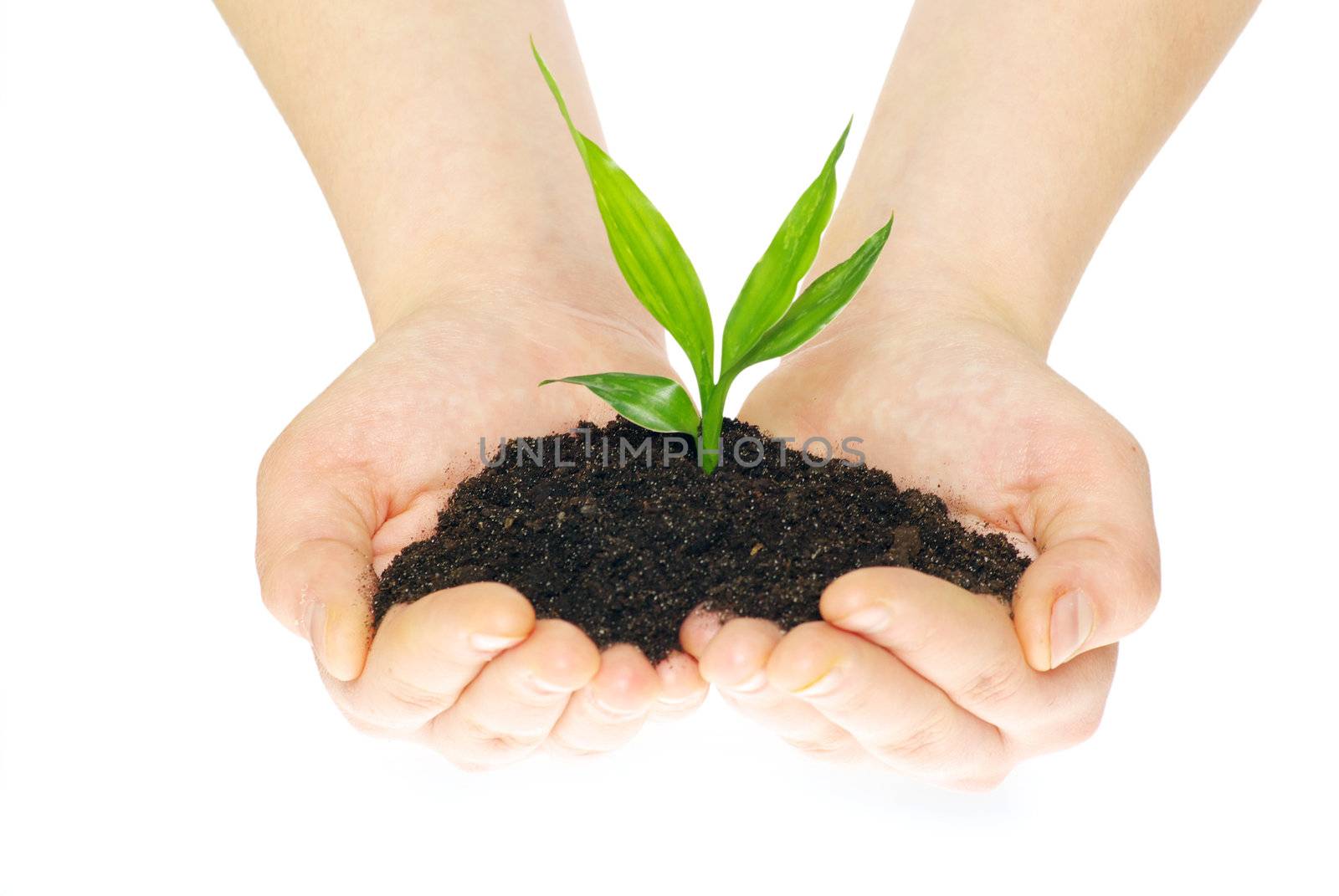 plant in hands isolated on white background