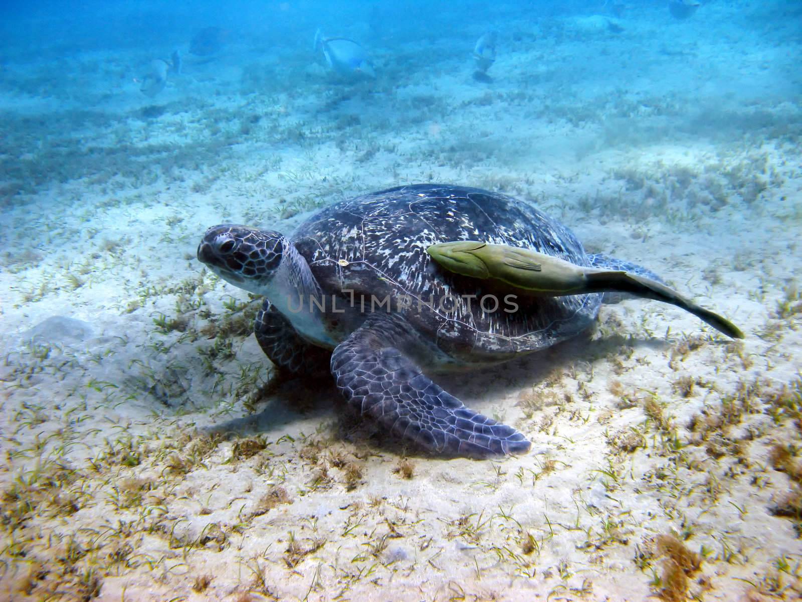 Sea turtle and suckerfish in Red sea