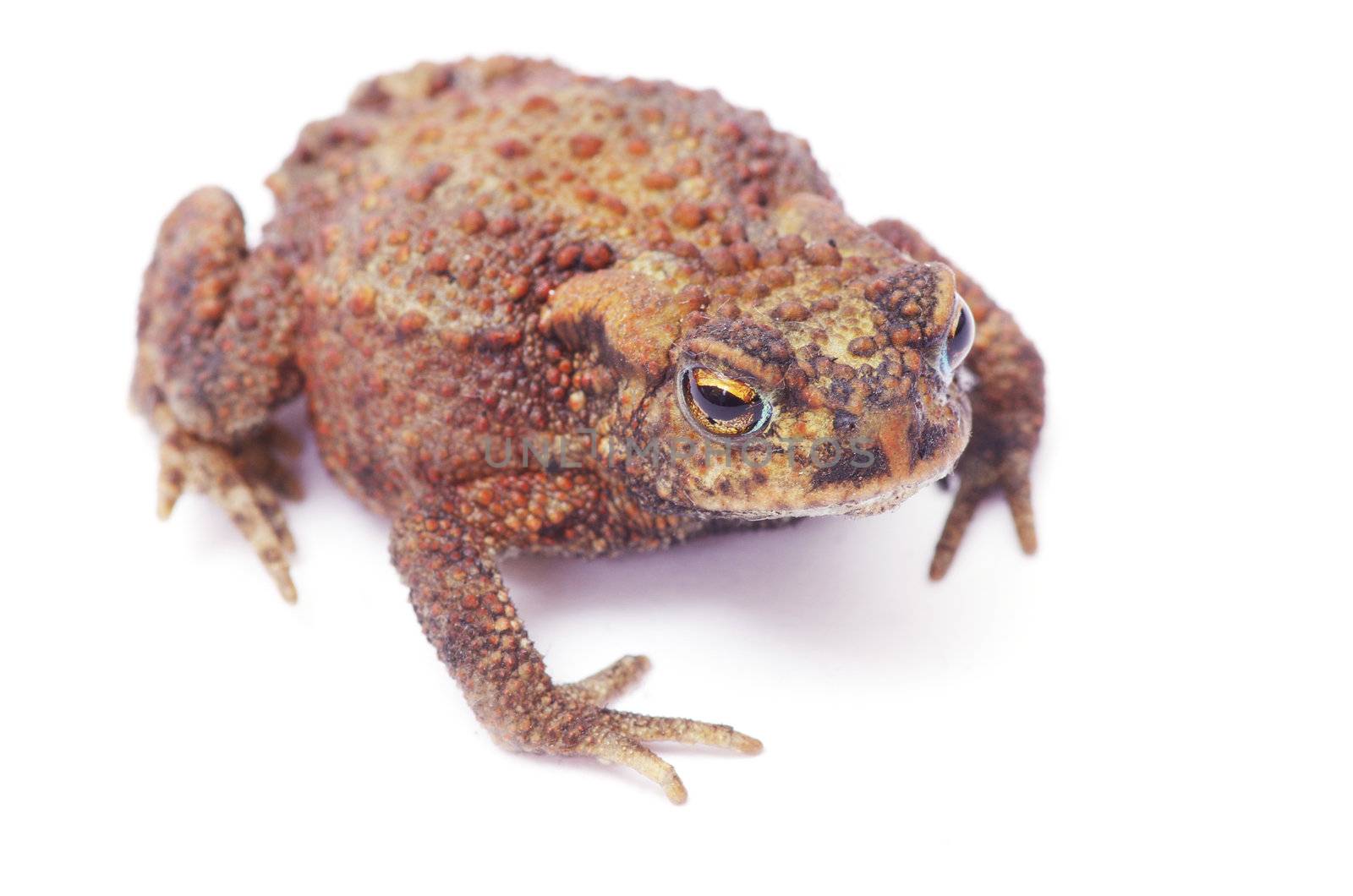 frog on a white background