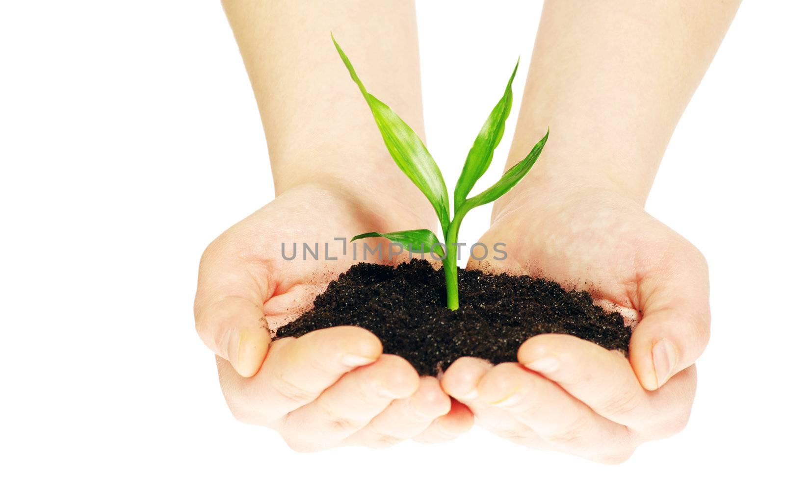 plant in hands isolated on white background