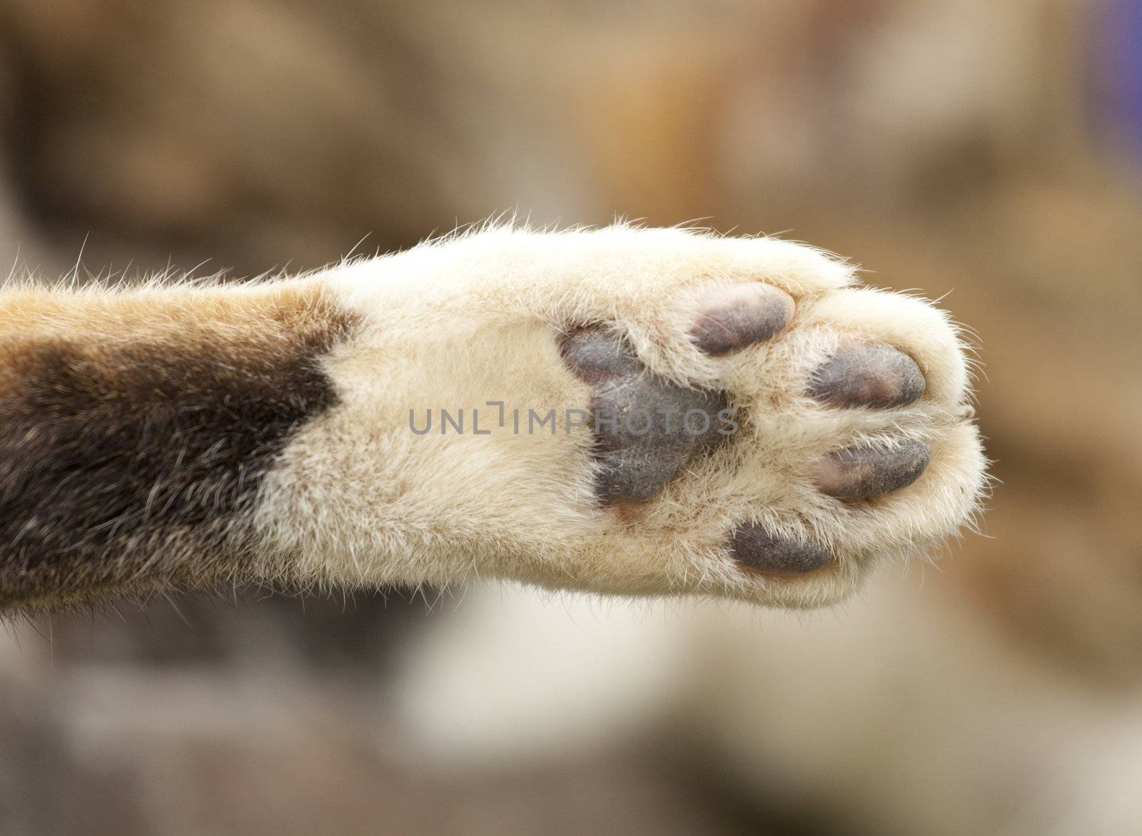 Cat paw, close-up shot.