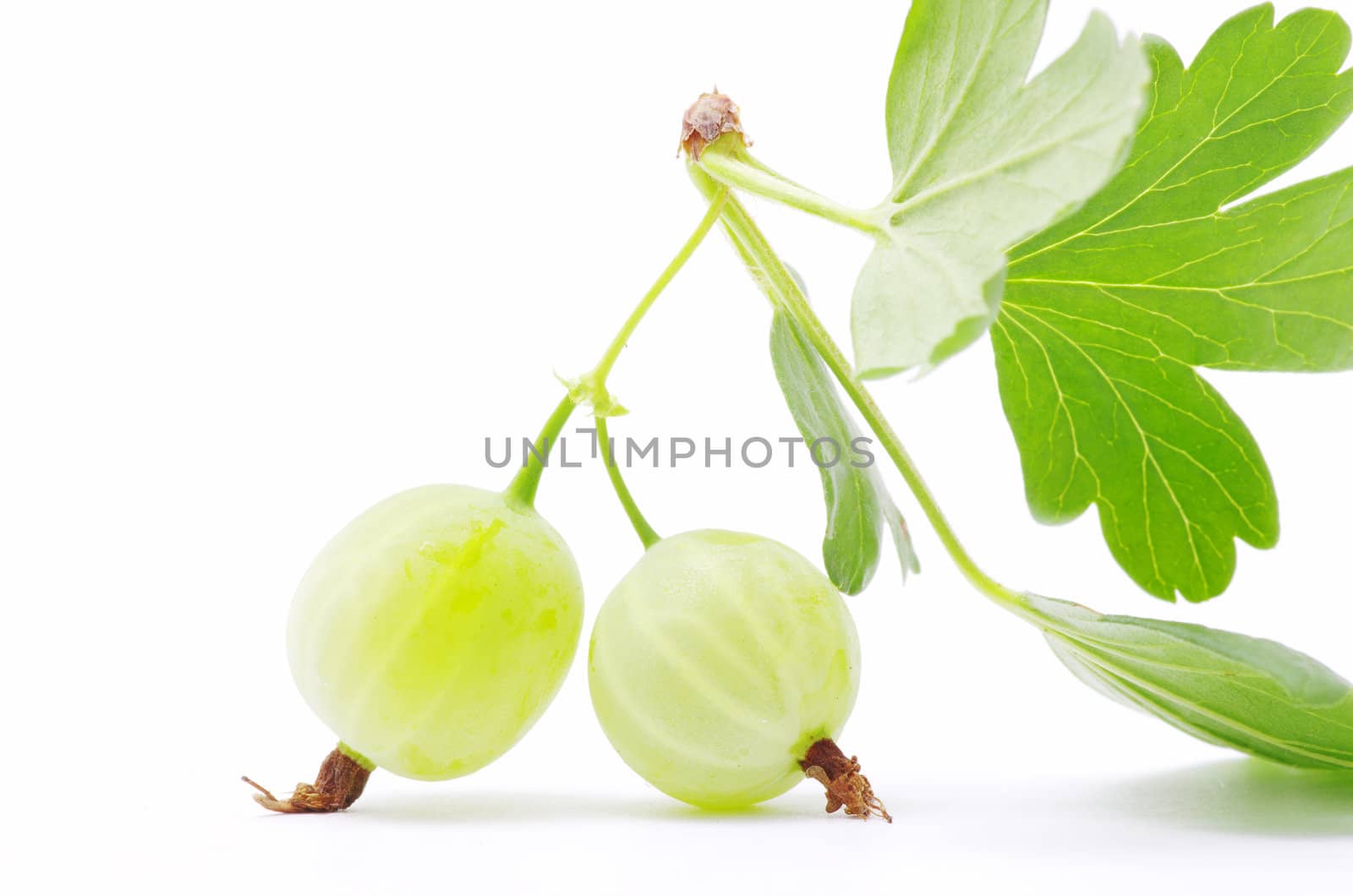 Green gooseberry fruit on white