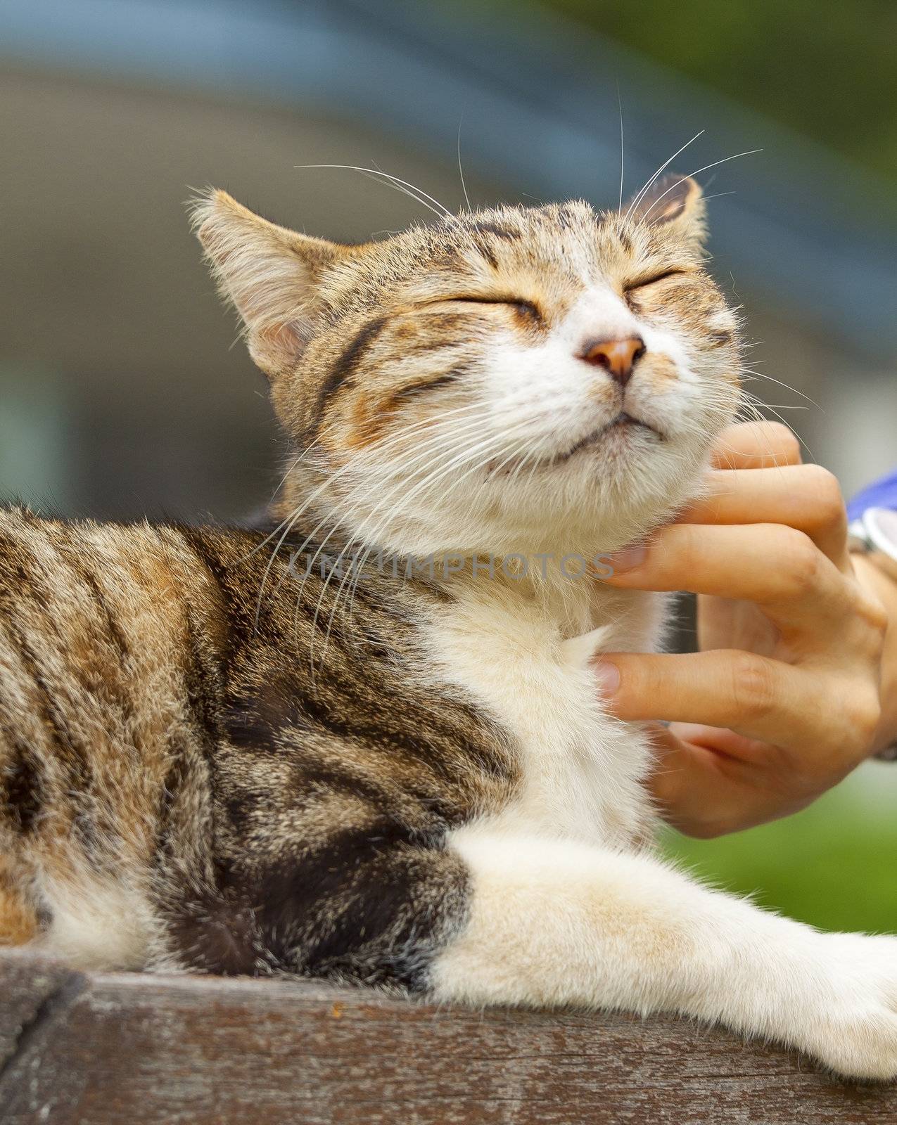 Cat scratching by human hands, feel very relax. by kawing921