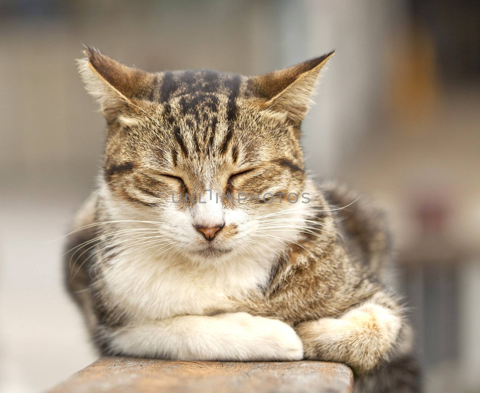 Sleeping cat, close-up shot. by kawing921