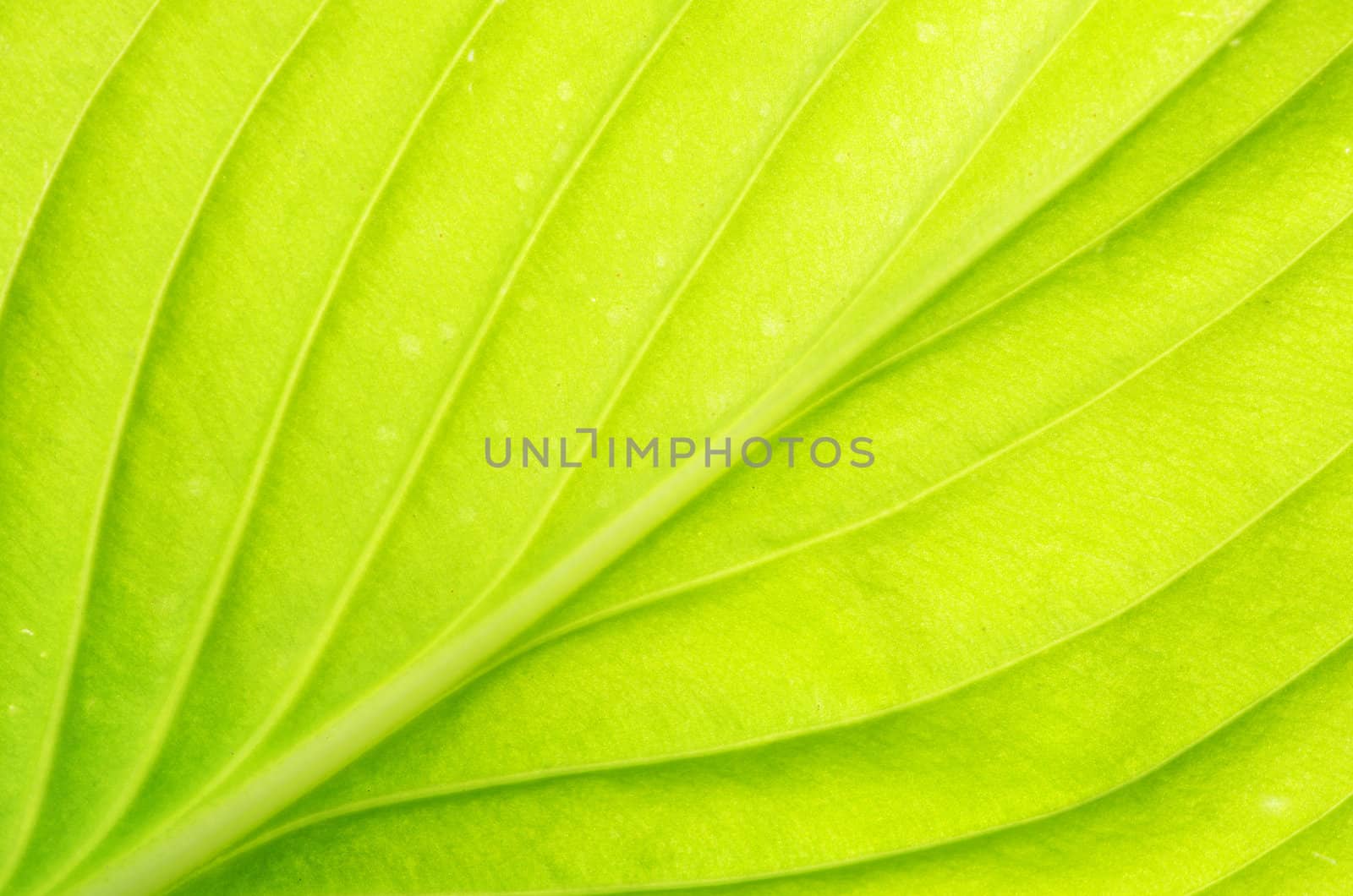 structure of leaf natural background