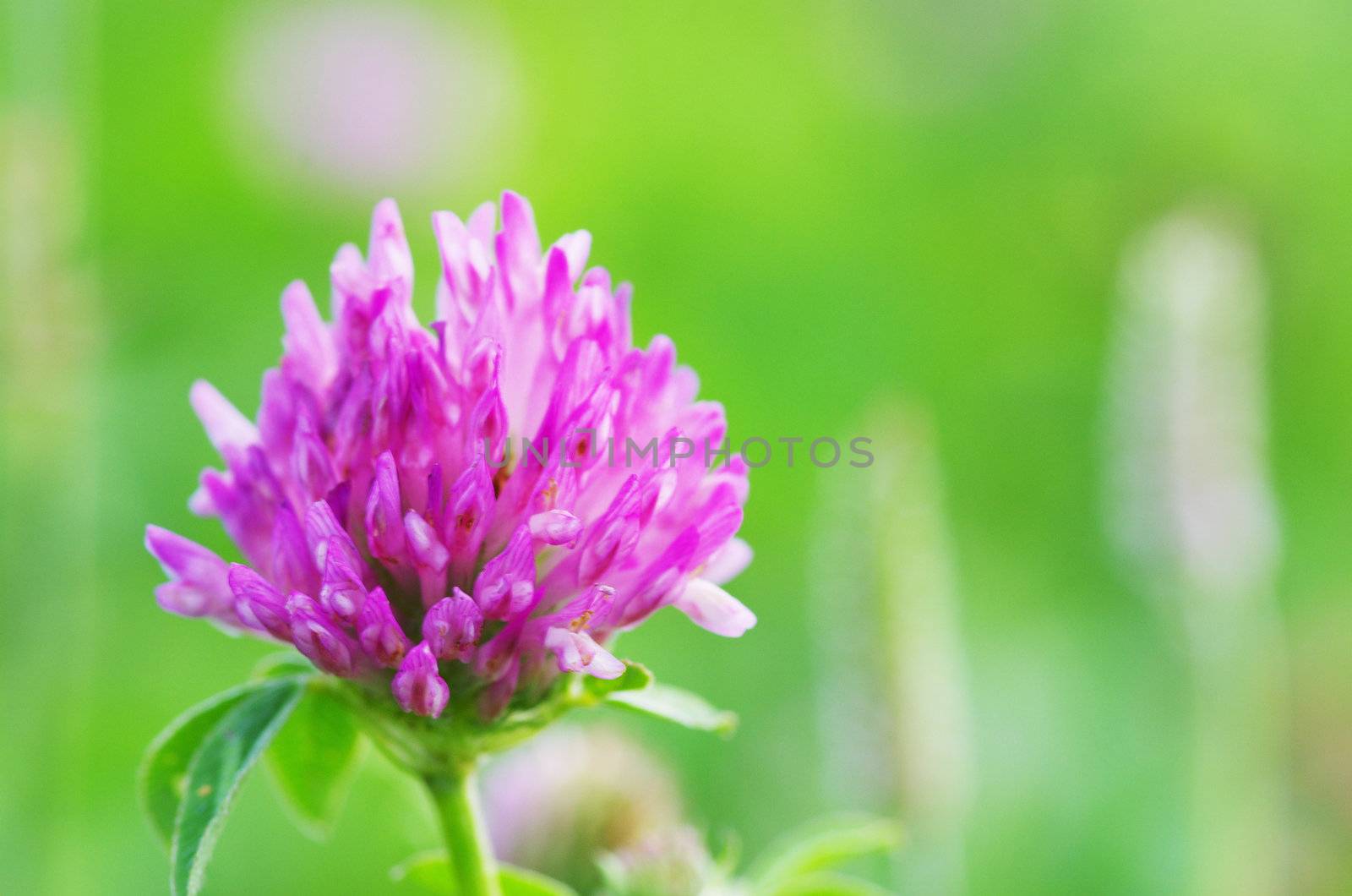 red flower clovers on green background