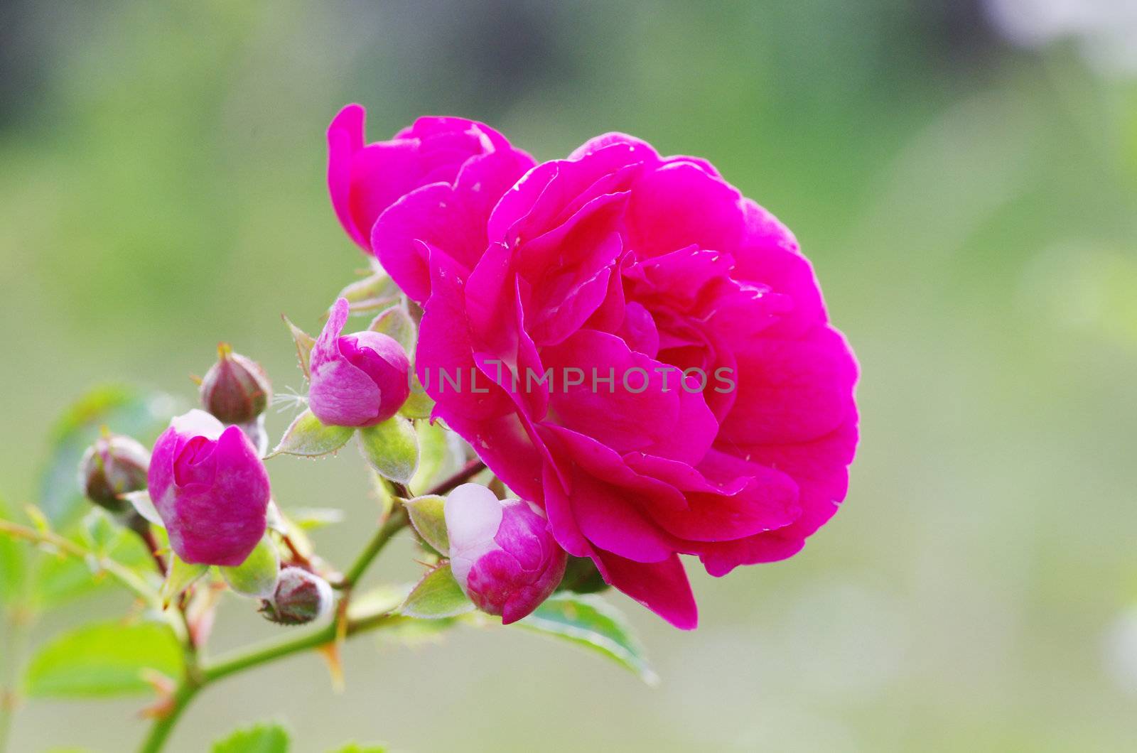 roses on a bush in a garden