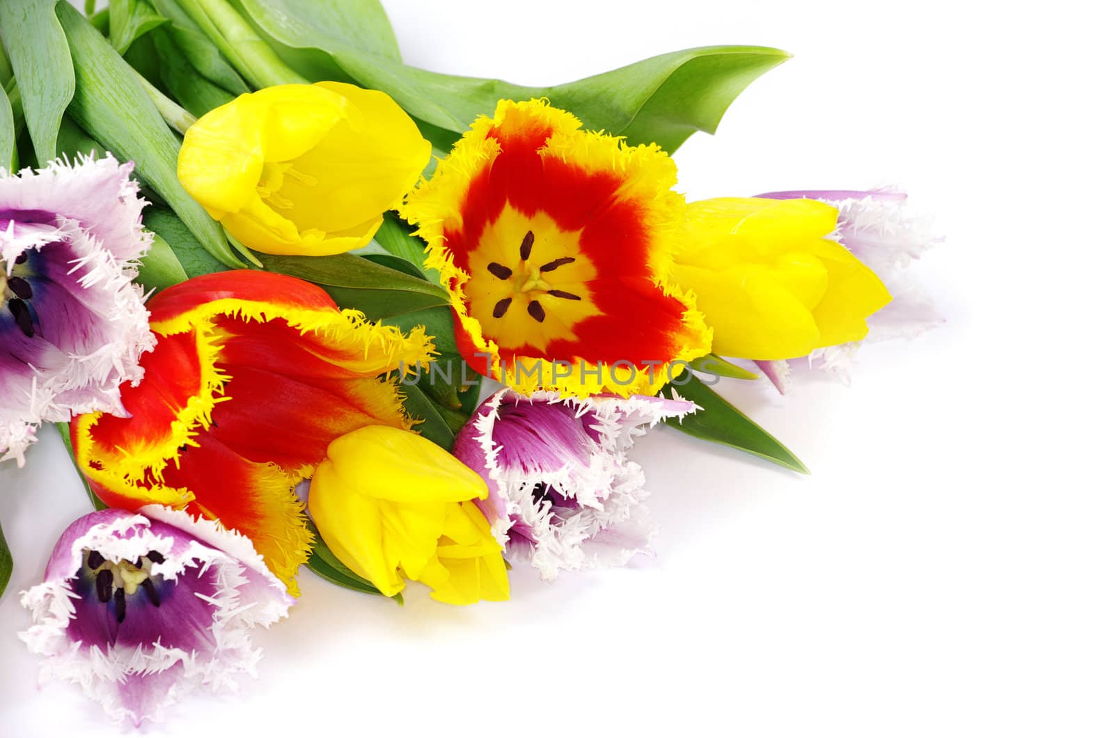 bouquet of the tulips on white background