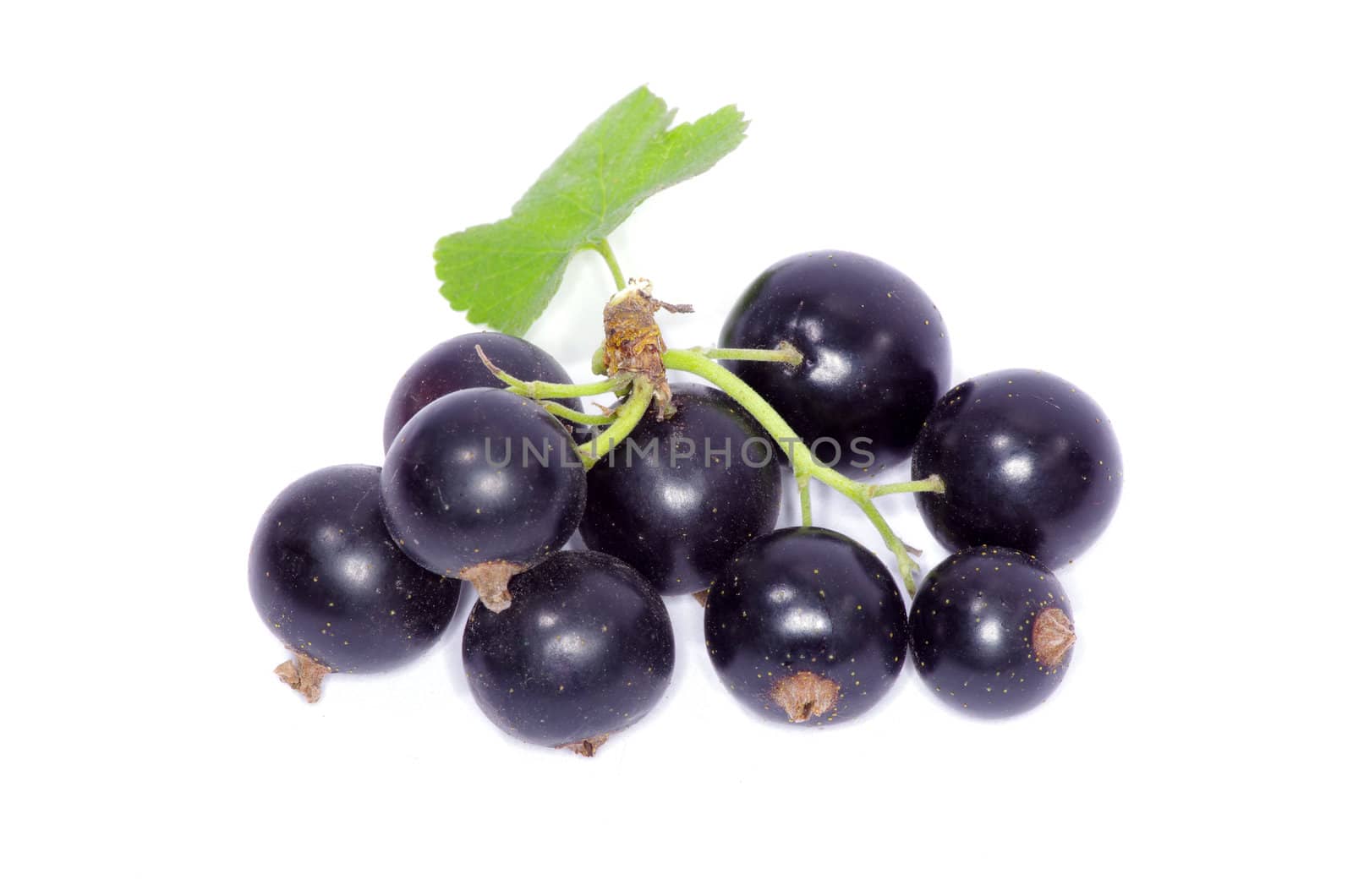 branch of black currant fruits isolated on white background