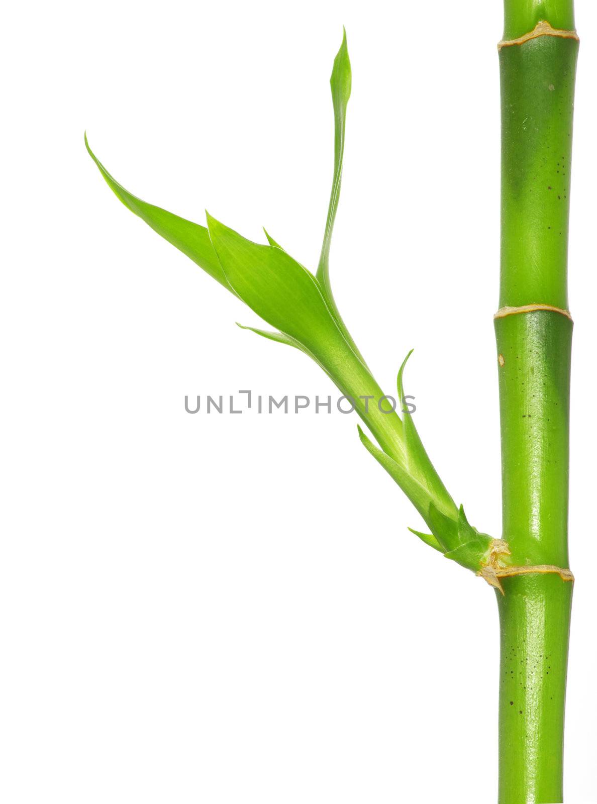 Bamboo isolated on a white background