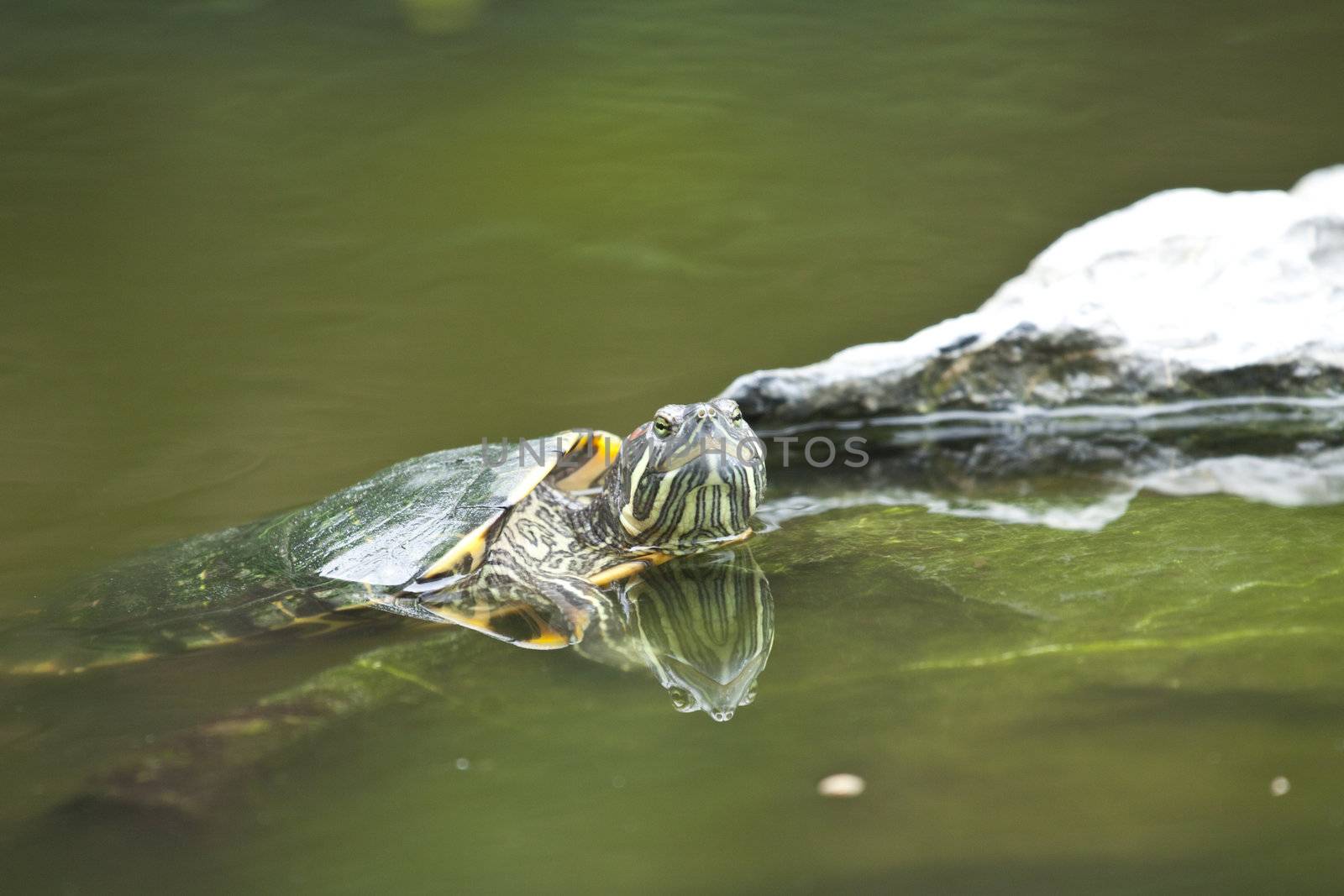 Tortoise in water