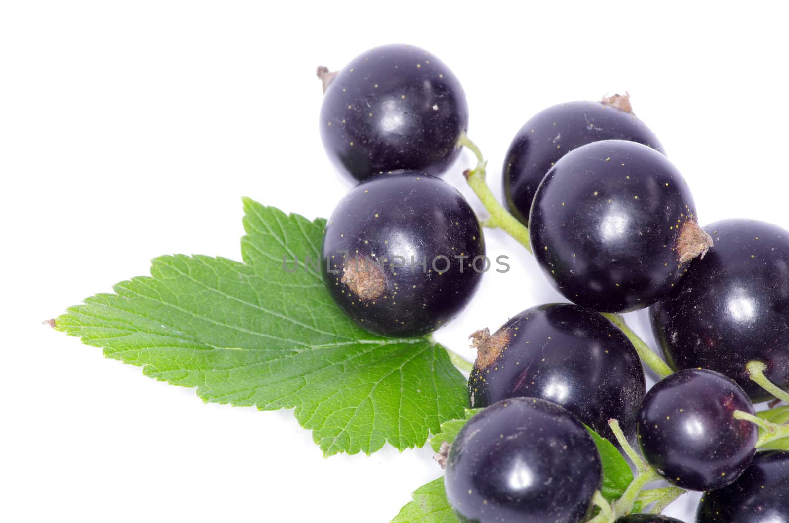 branch of black currant fruits isolated on white background