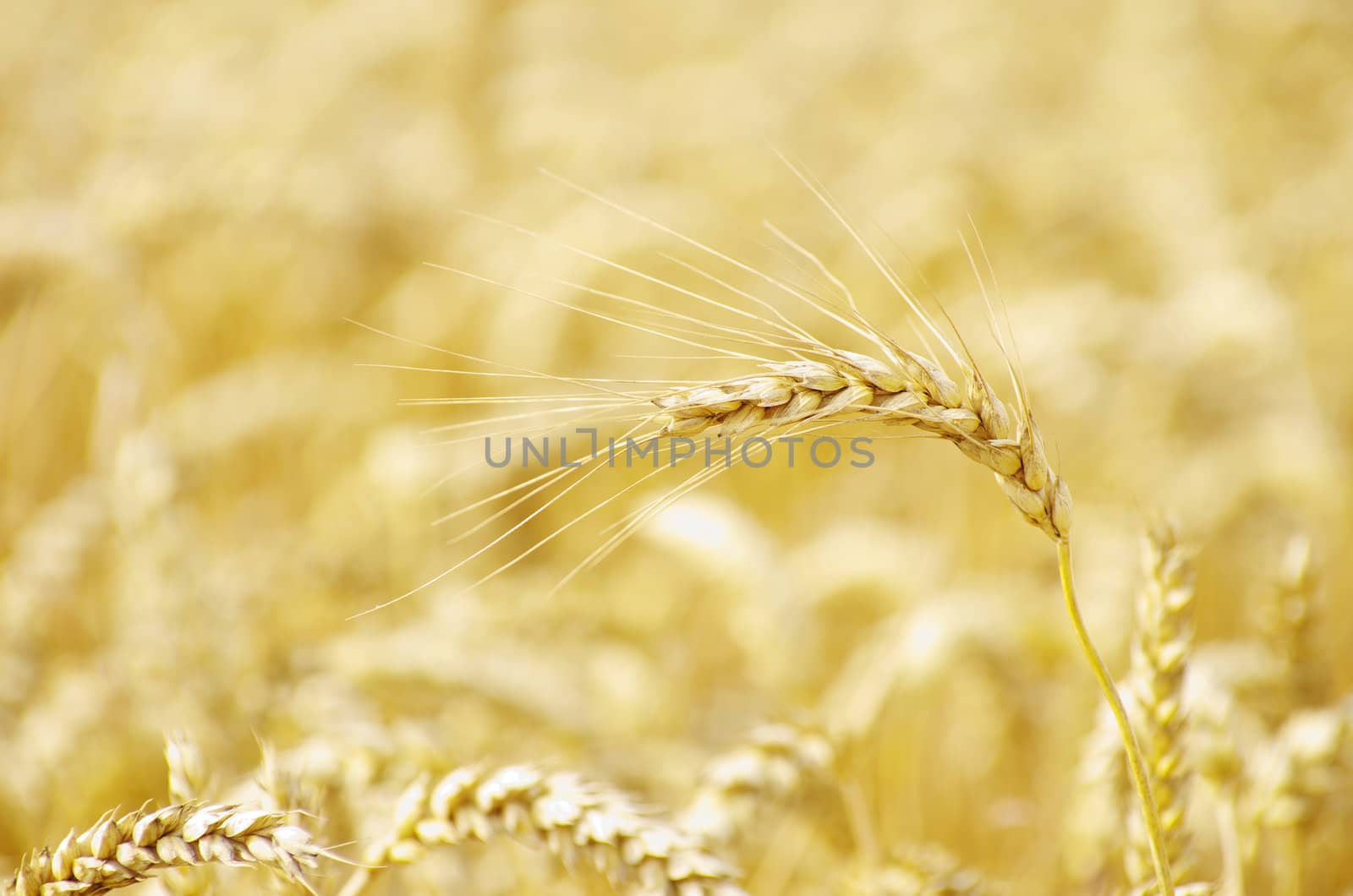 golden wheat field in summer