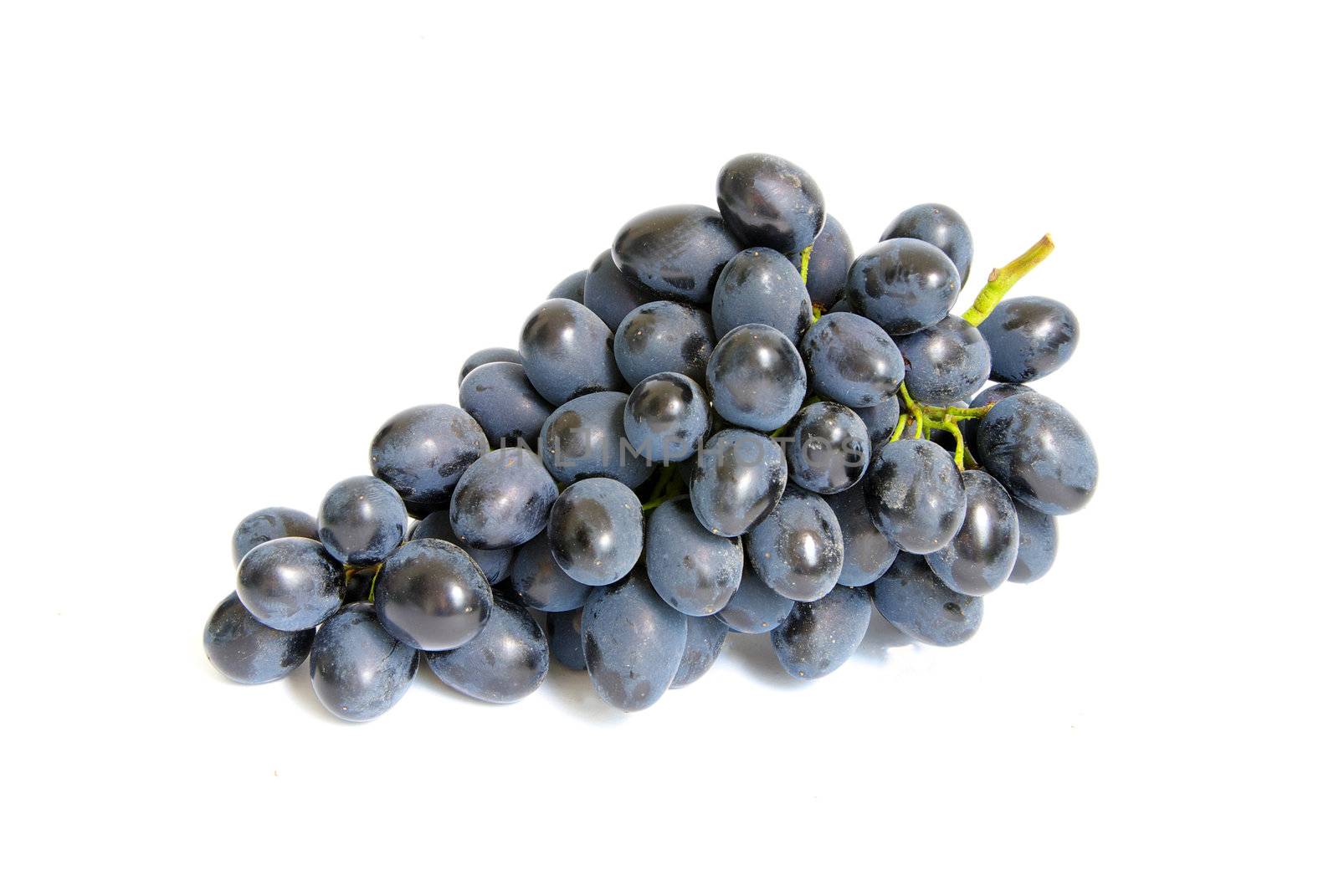 The branch of grapes with water drops