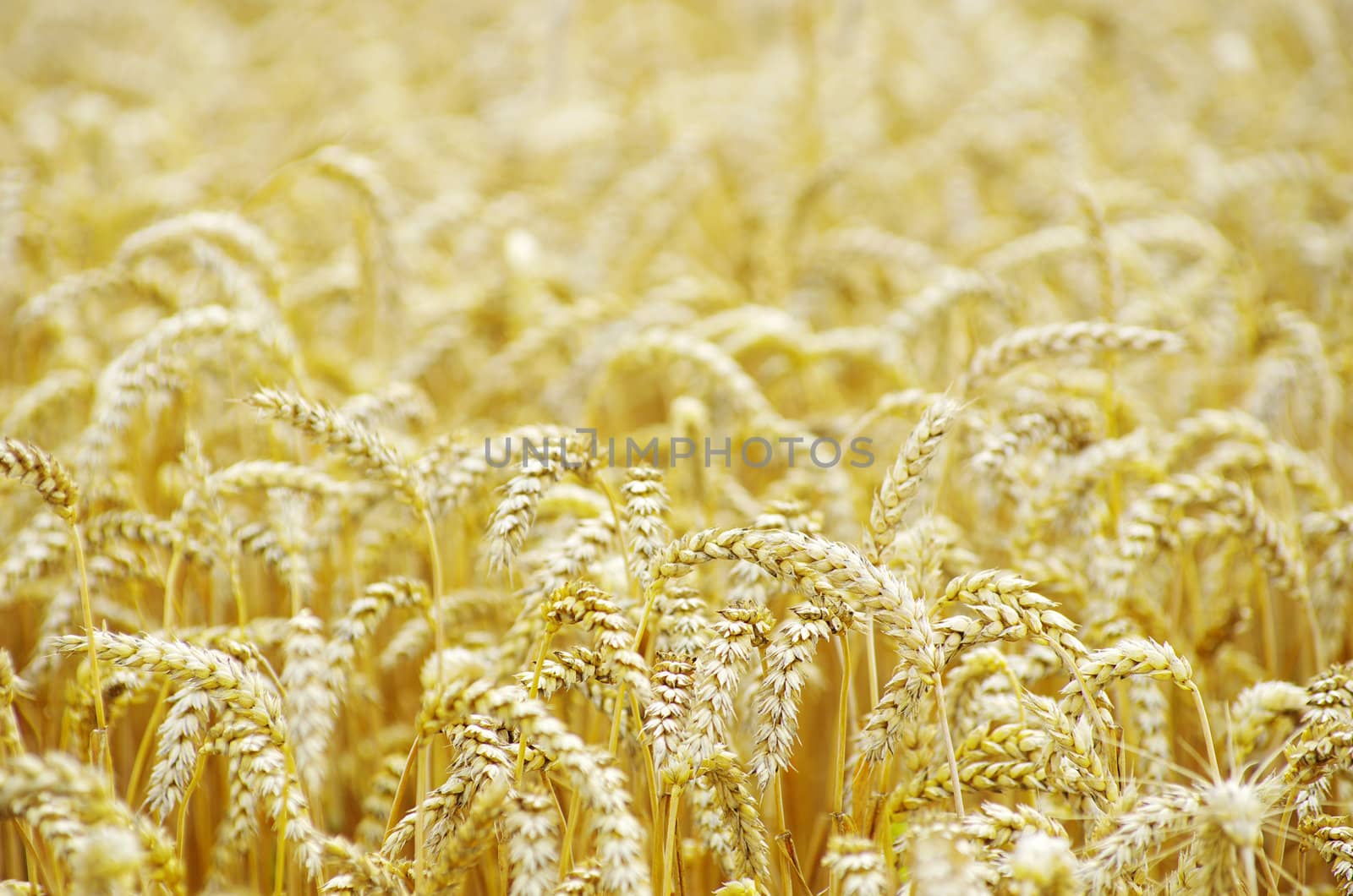 golden wheat field in summer