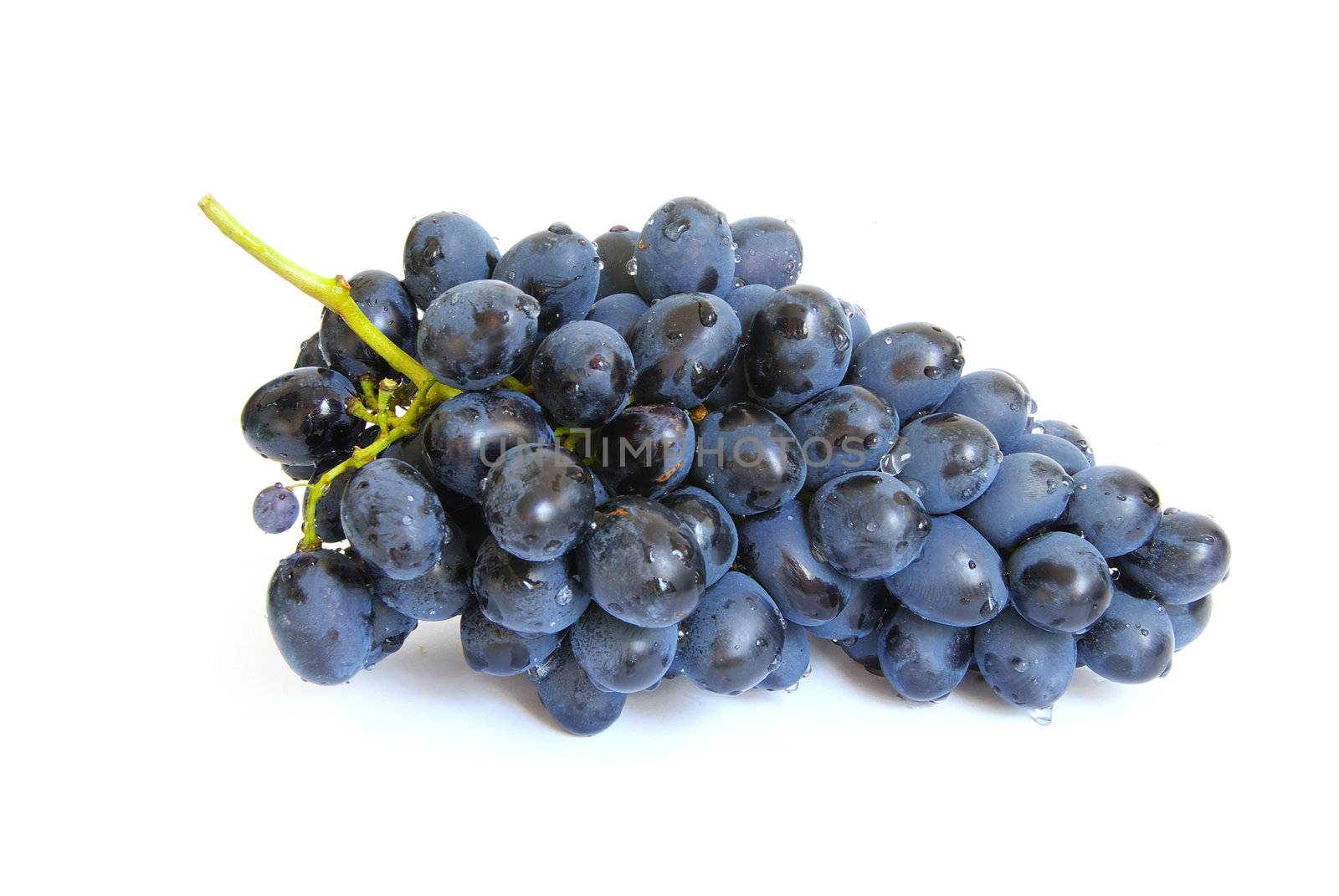 The branch of grapes with water drops