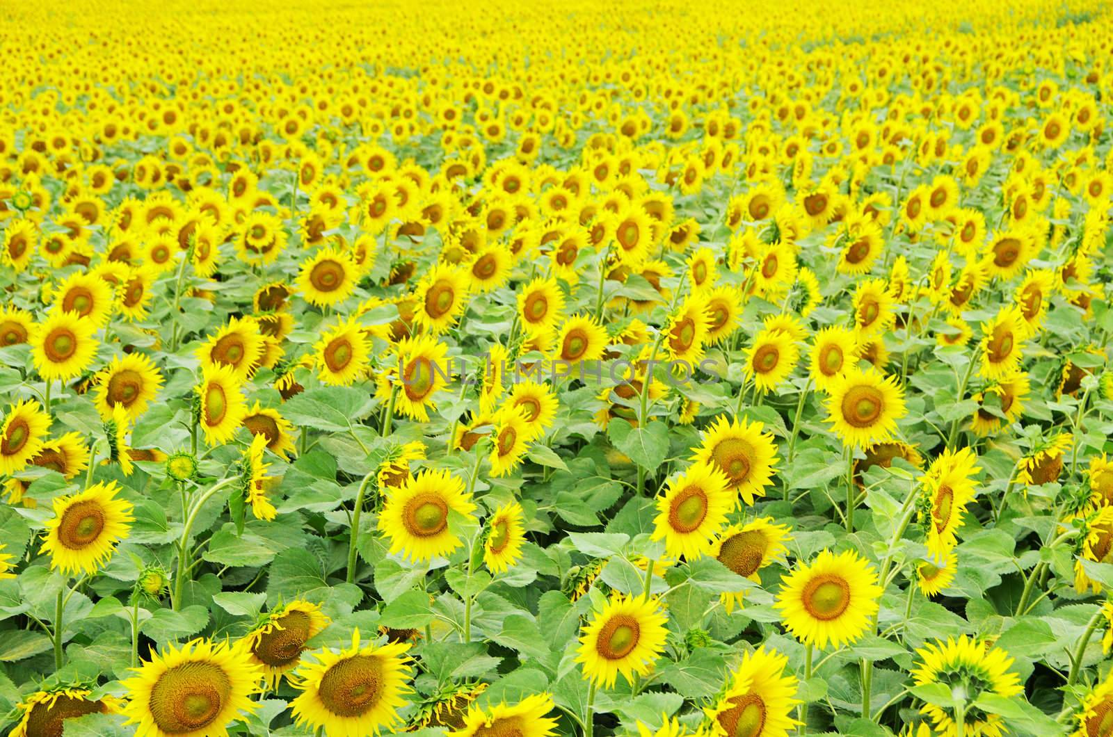 Closeup of a bright yellow sunflowers