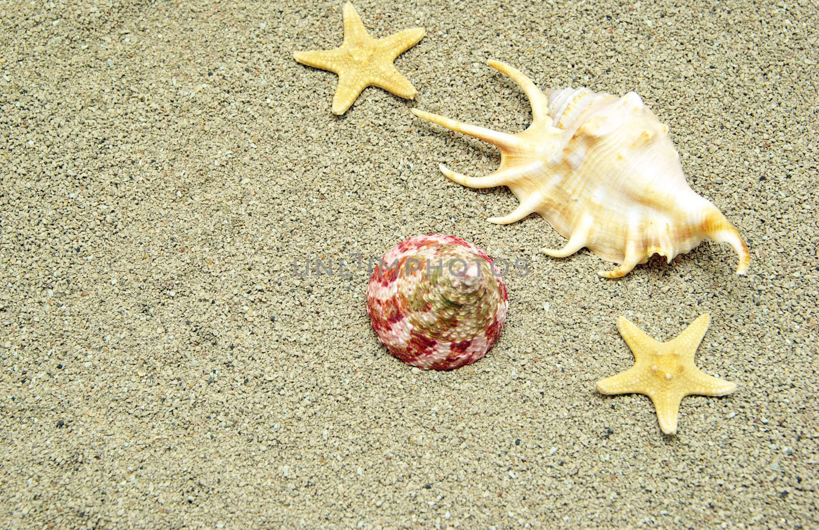 starfish and shells on the beach