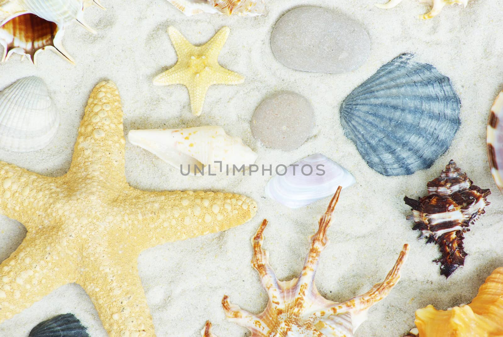 starfish and shells on the beach
