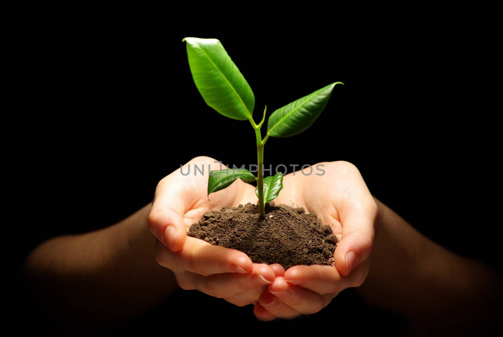Hands holding plant in soil on black