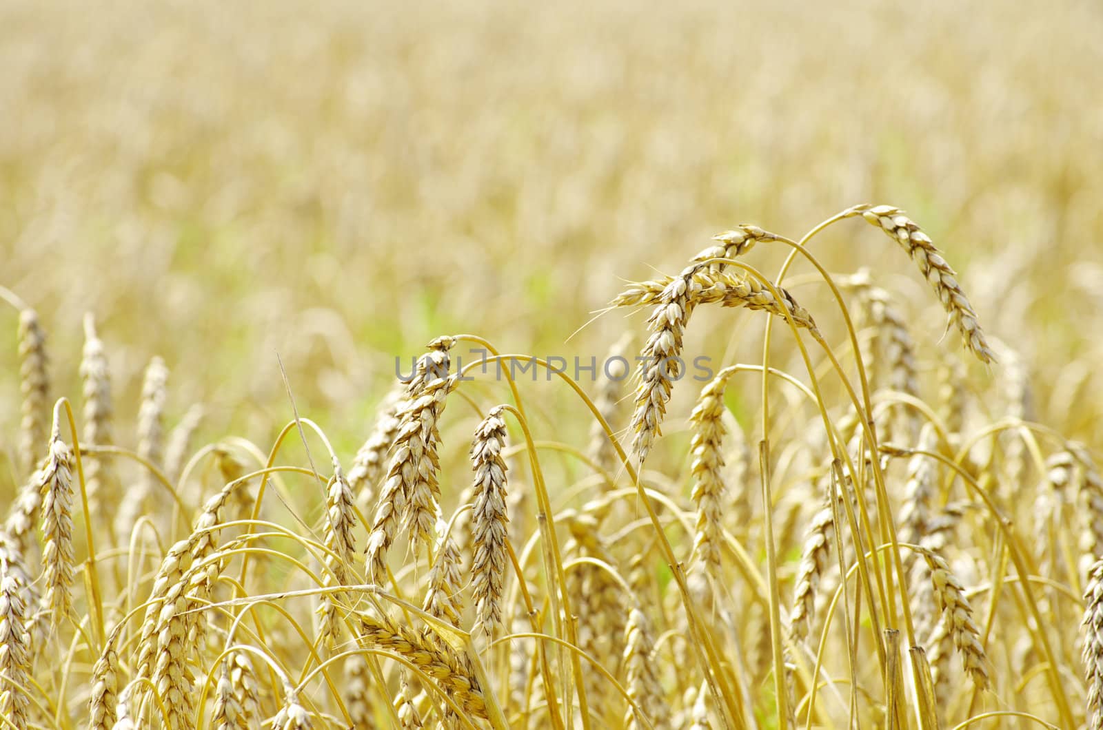golden wheat field in summer