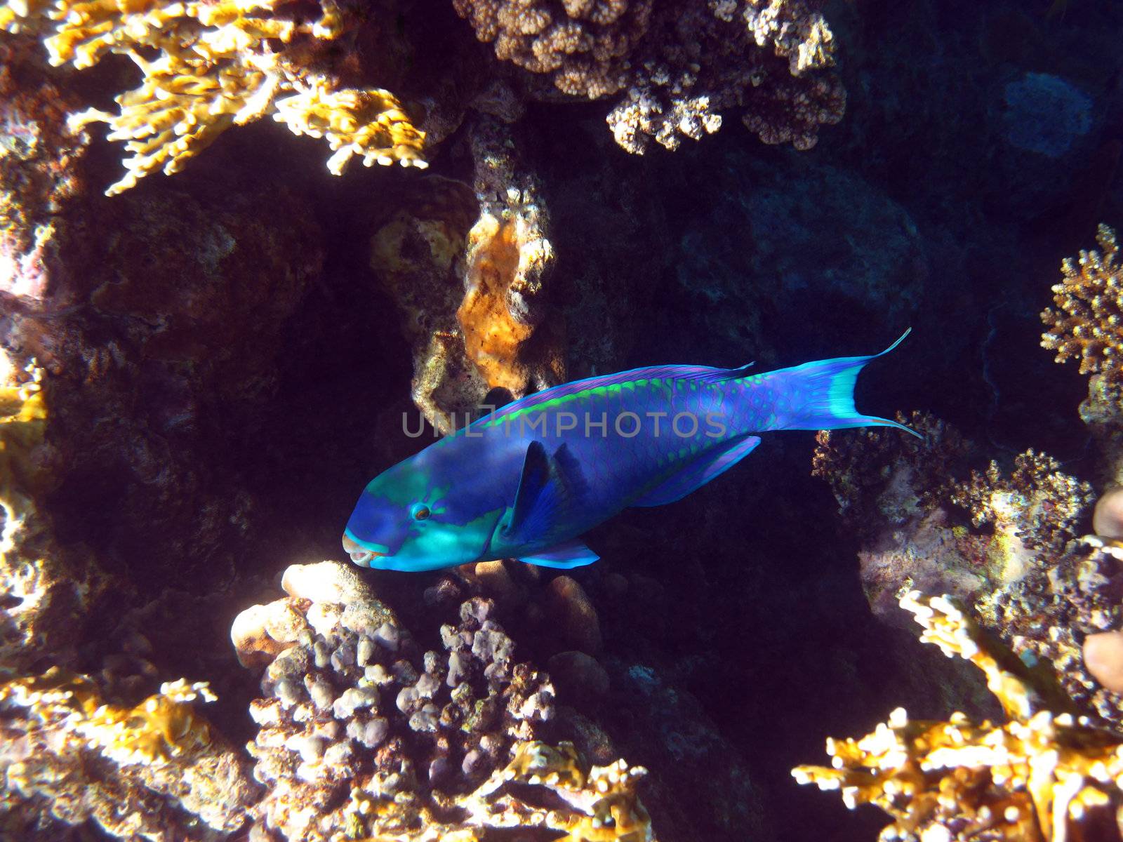 Rusty parrotfish and coral reef in Red sea
