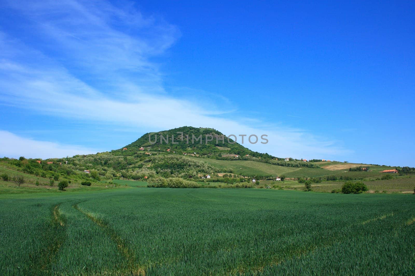 Badacsony mountain in Hungary with a crop field in front.
